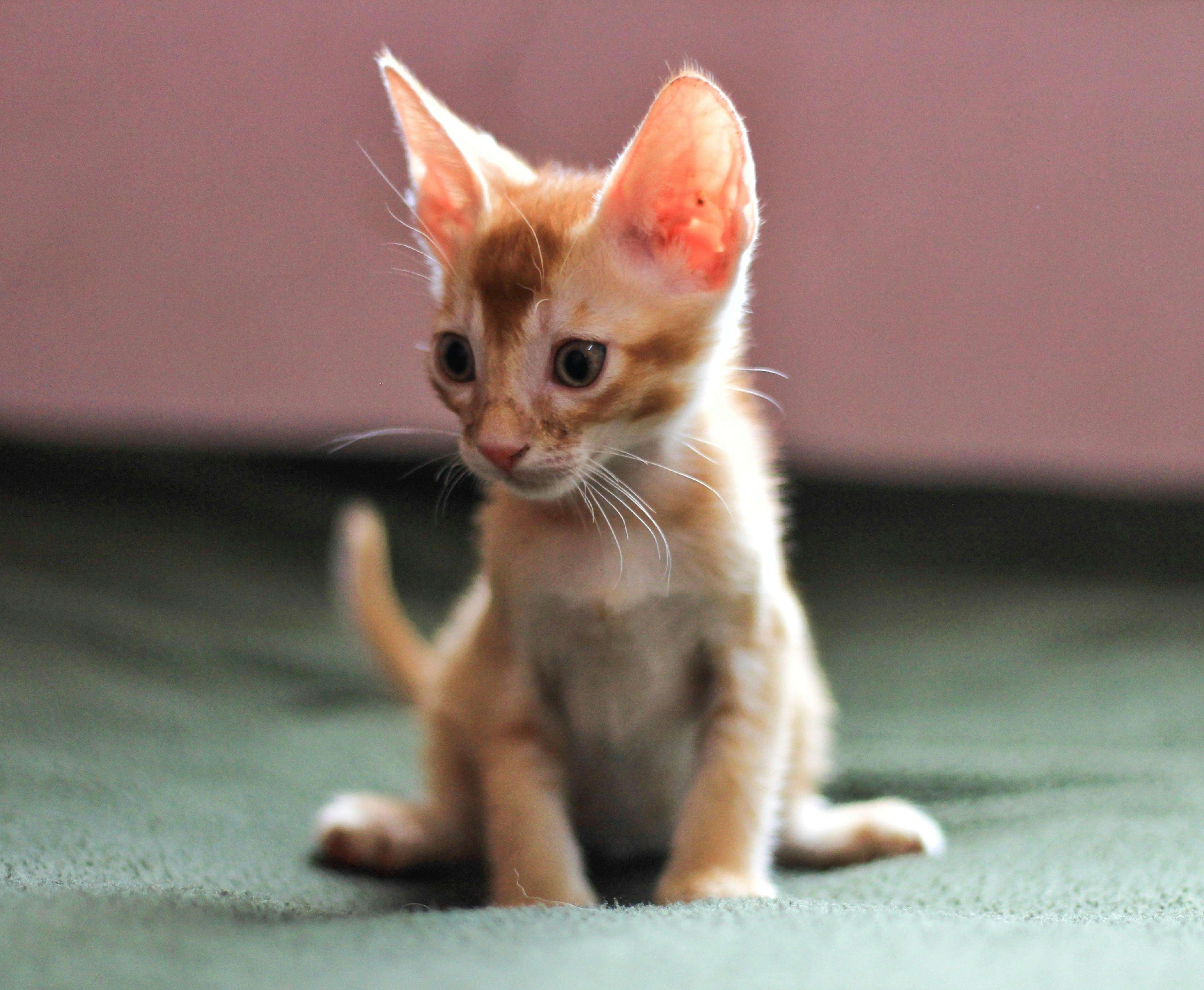 A small kitten is sitting on the floor