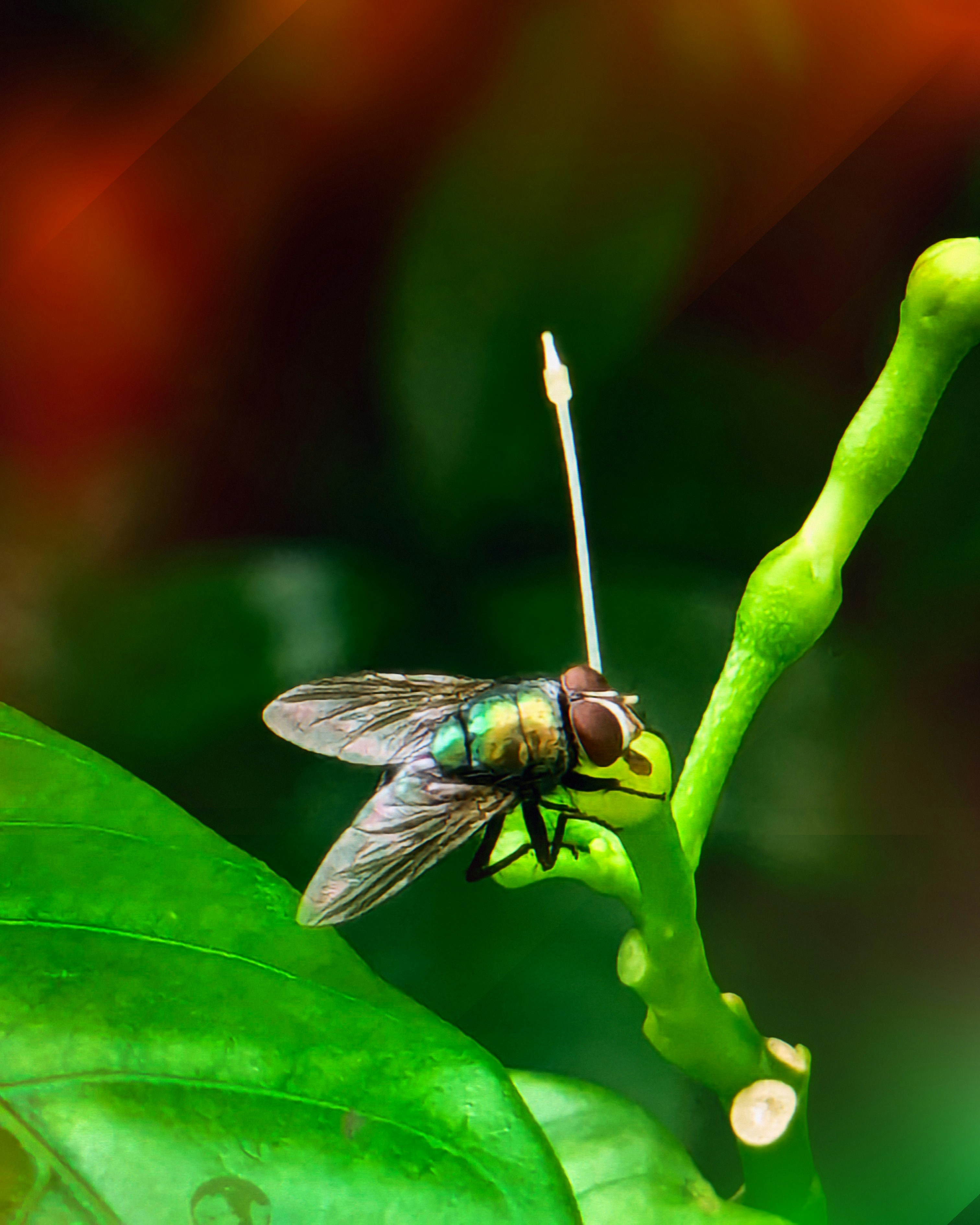 Photo by koushik_world