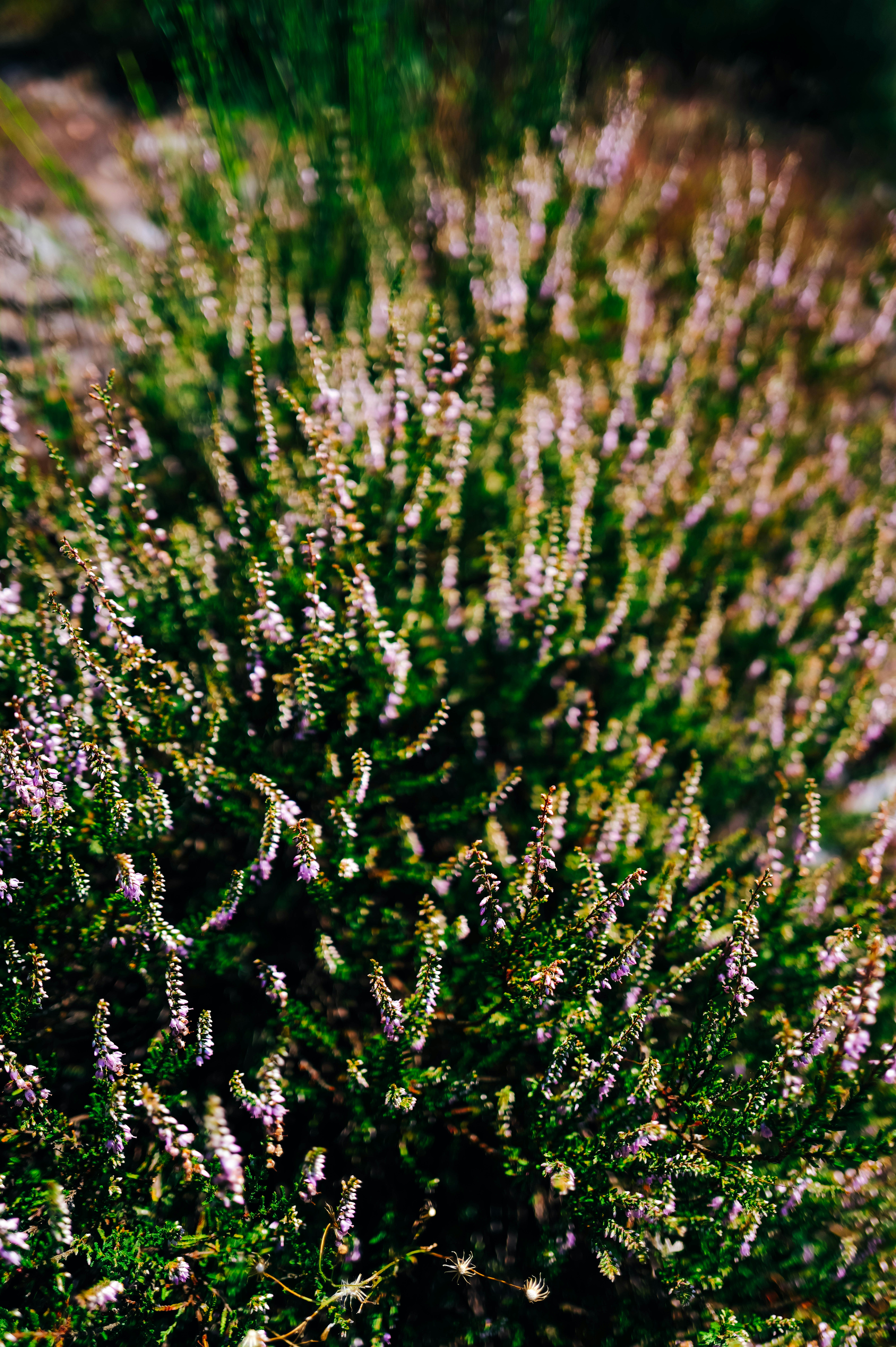 Photo by adrienolichon