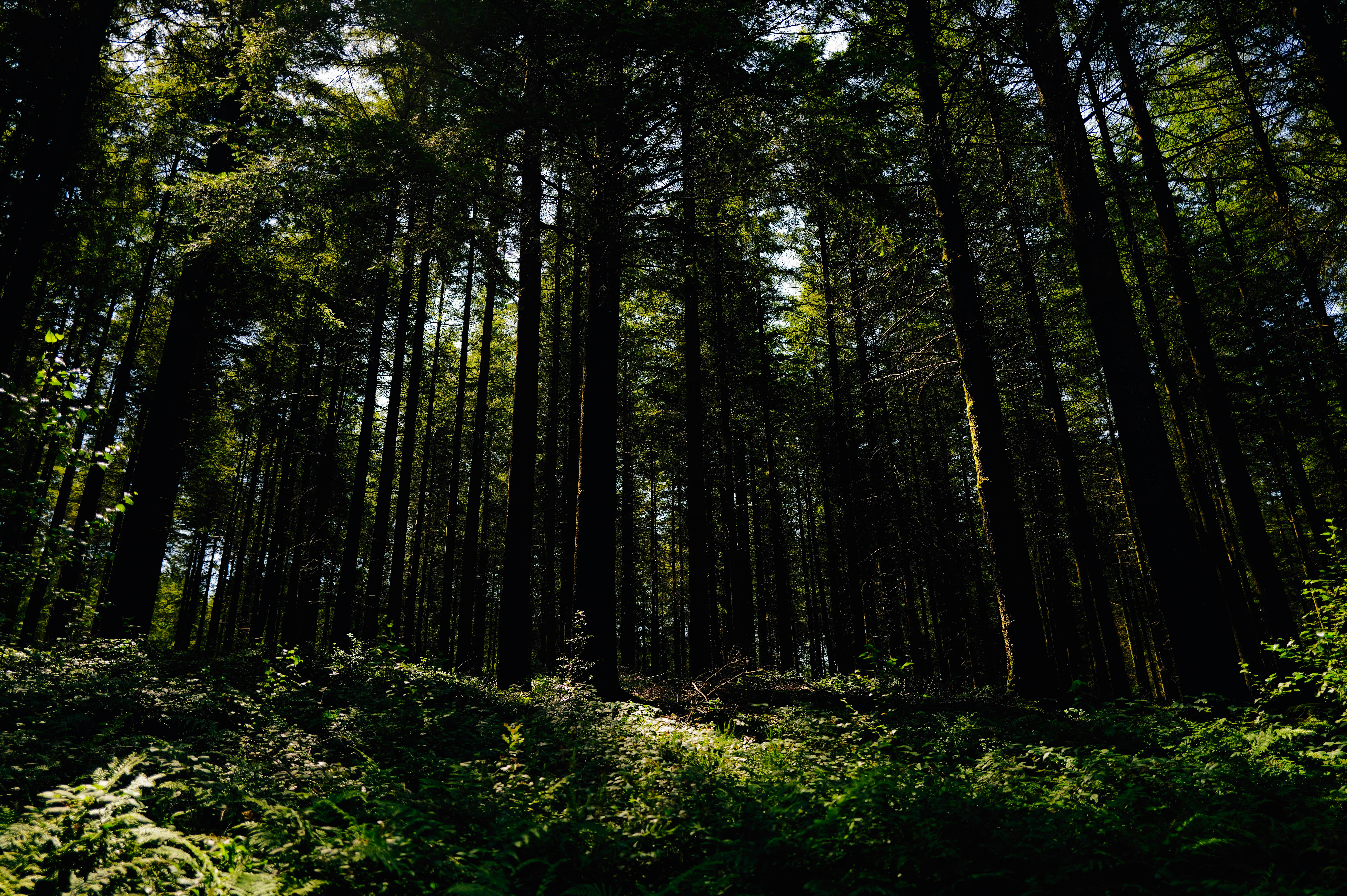 Photo by adrienolichon