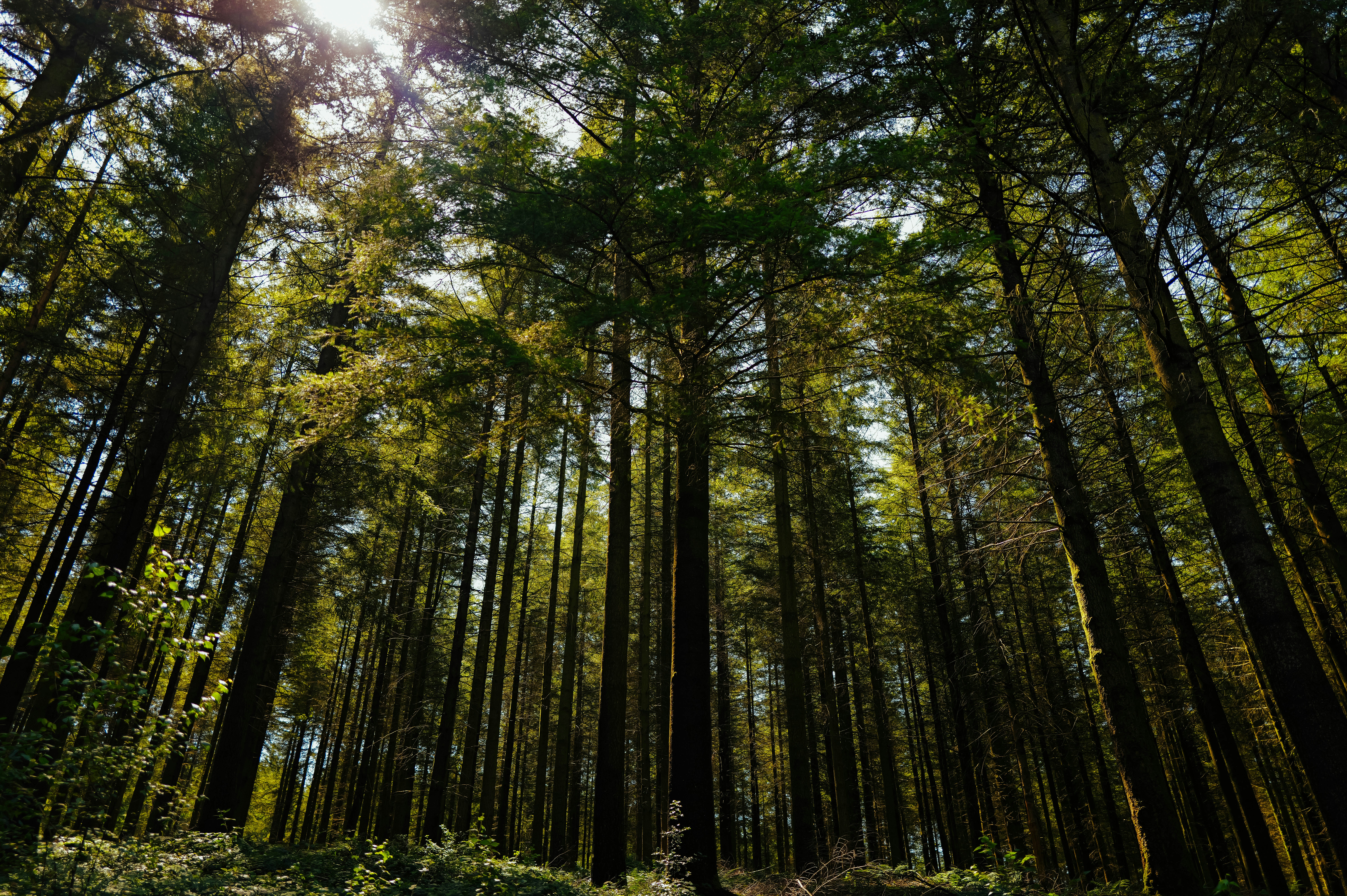 El sol brilla a través de los altos árboles del bosque