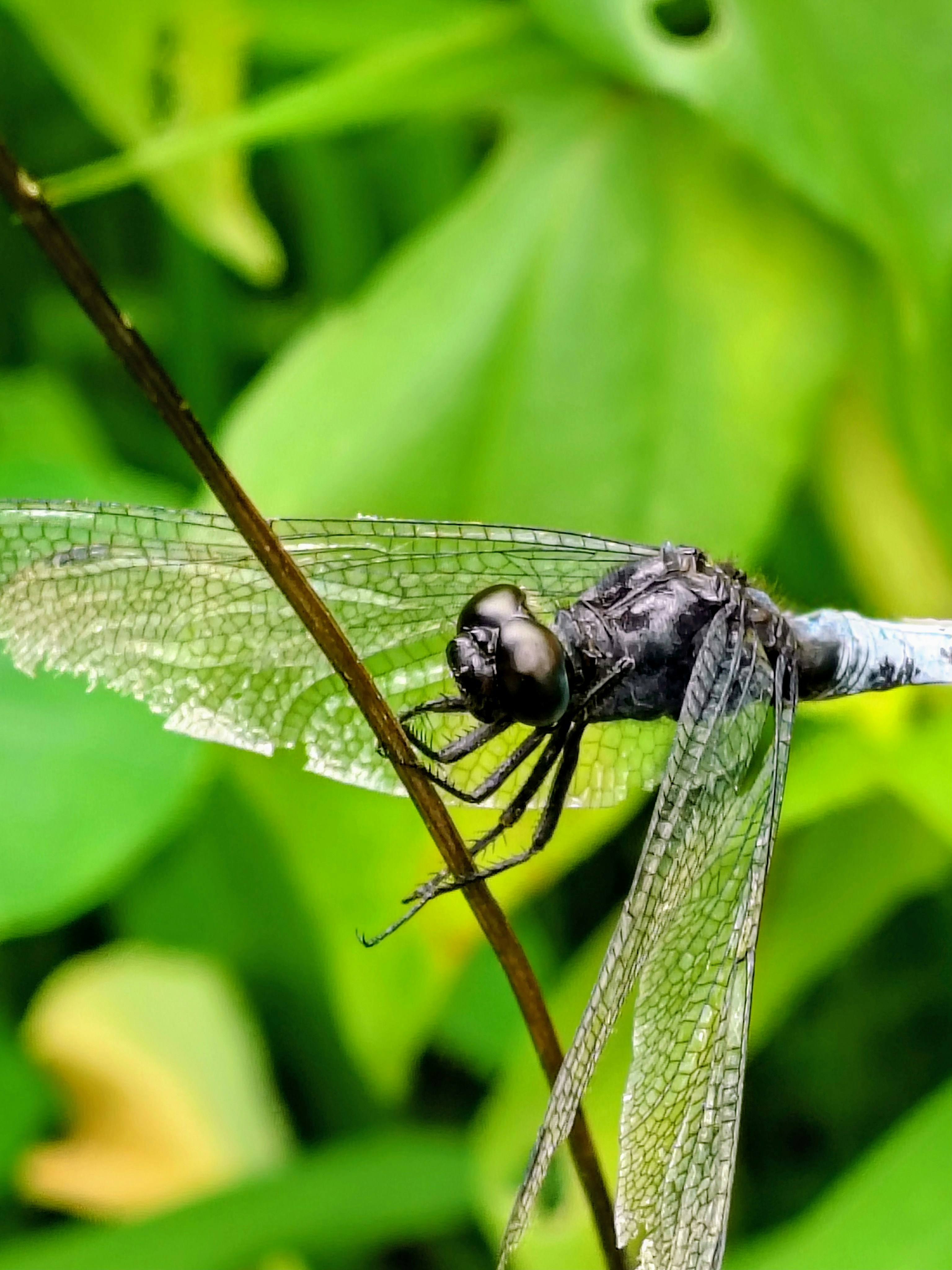 Photo by dendrophile