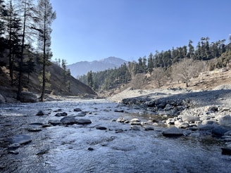A river running through a forest filled with lots of rocks