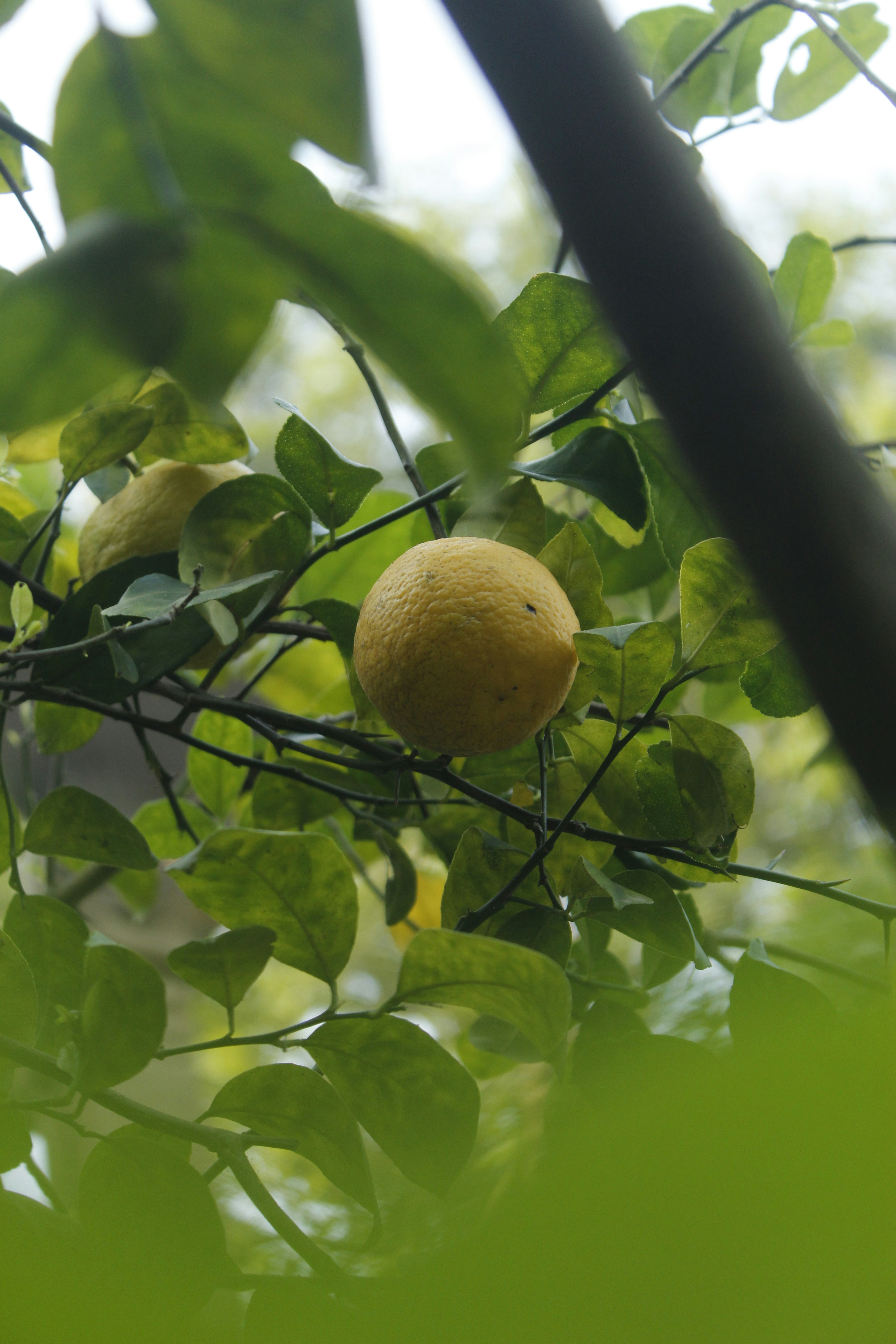 A lemon tree with a fruit hanging from it's branches