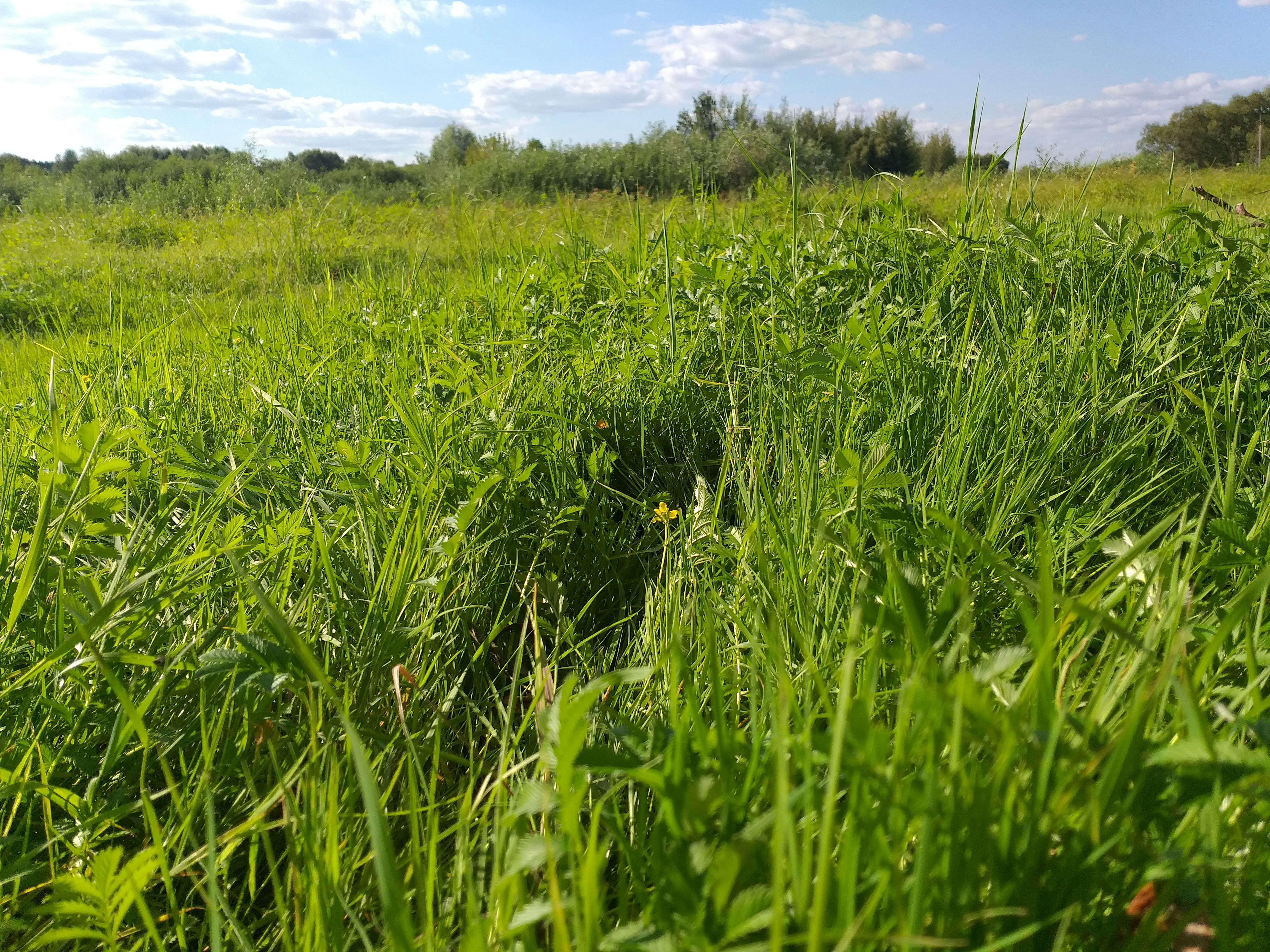 A grassy field with a blue sky in the background