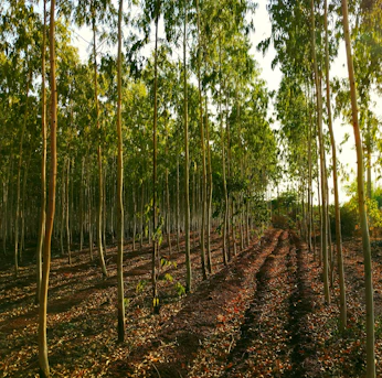 A row of trees in the middle of a forest