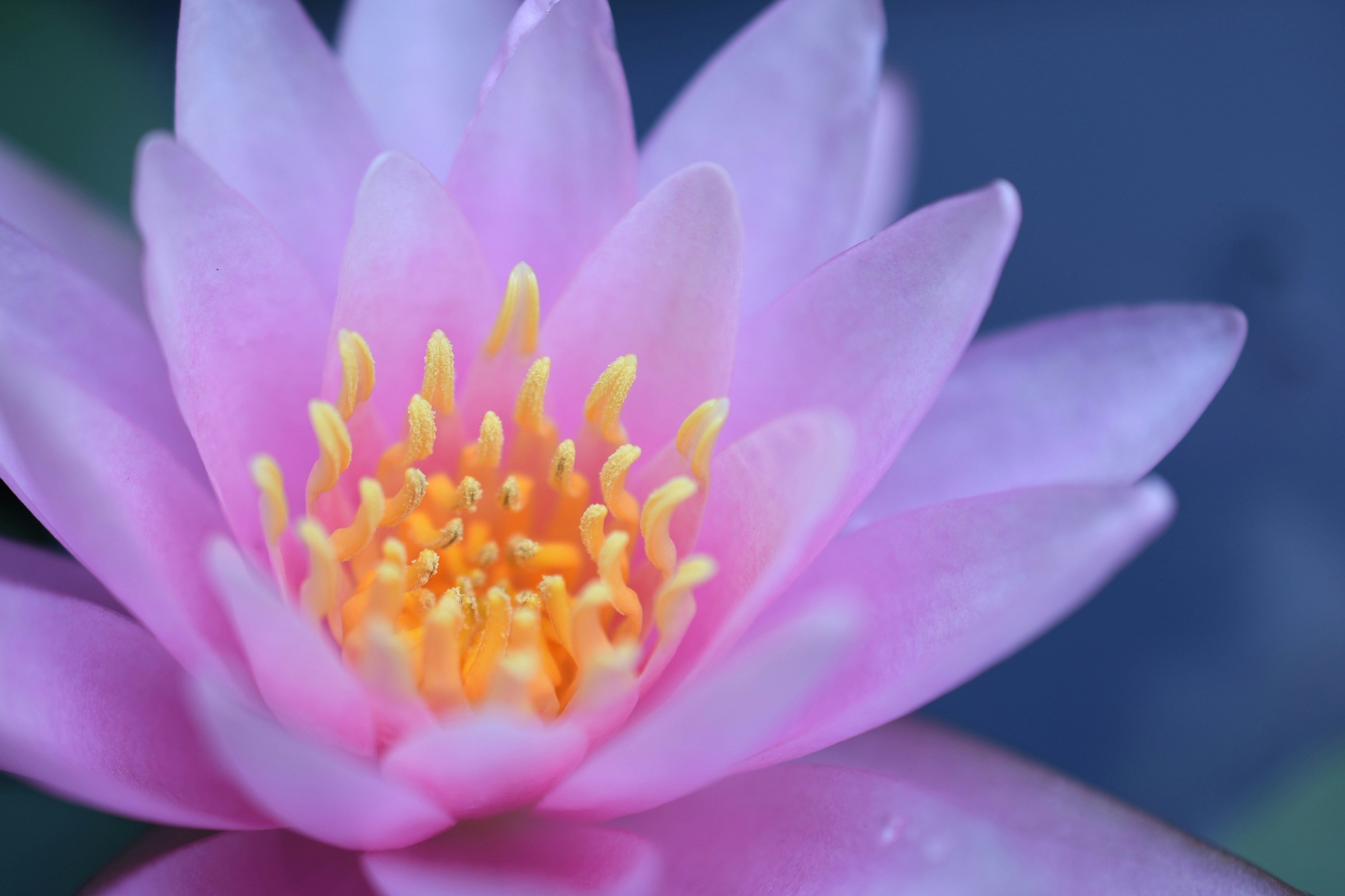 A close up of a pink water lily