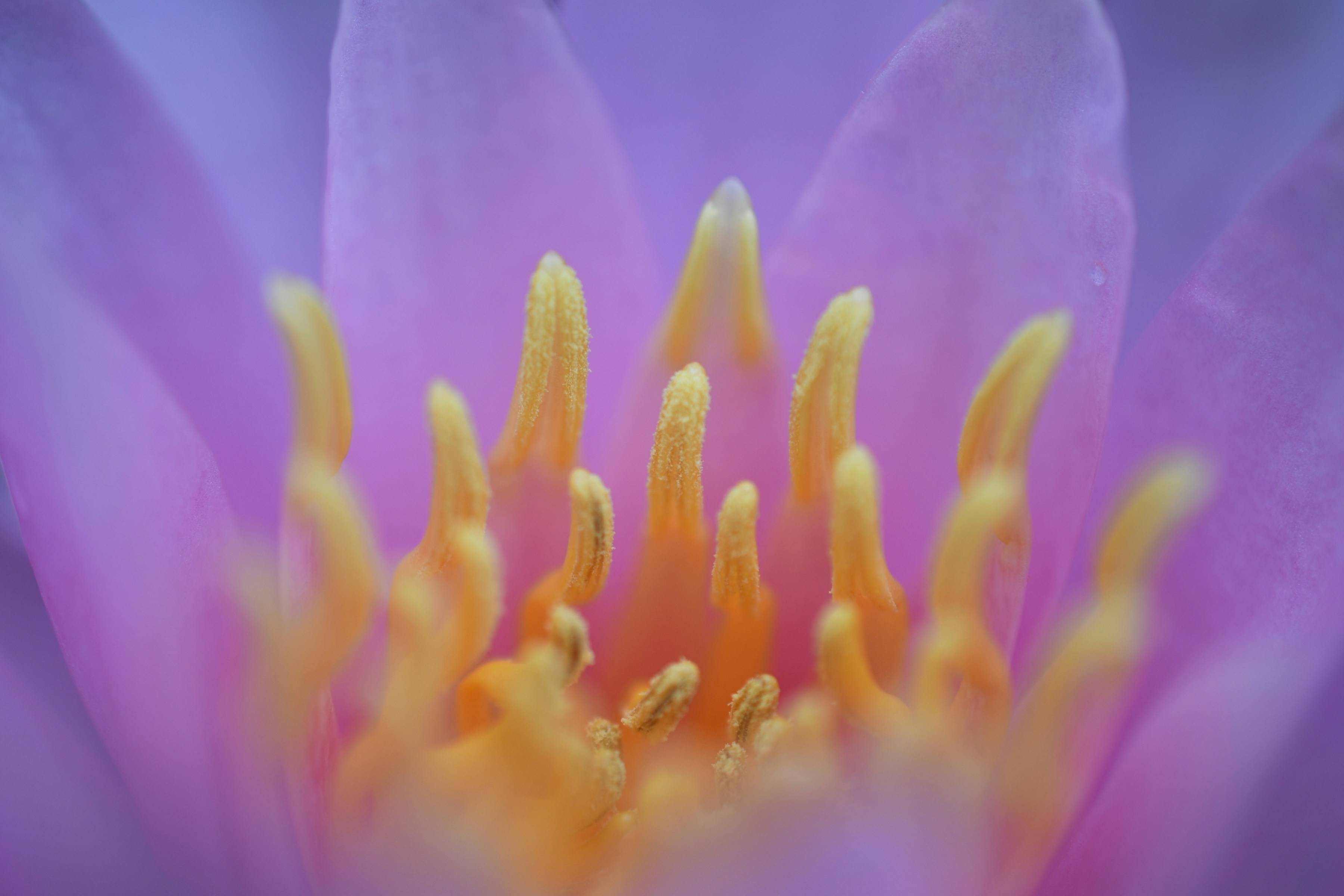 Photo by mikafromuseppa