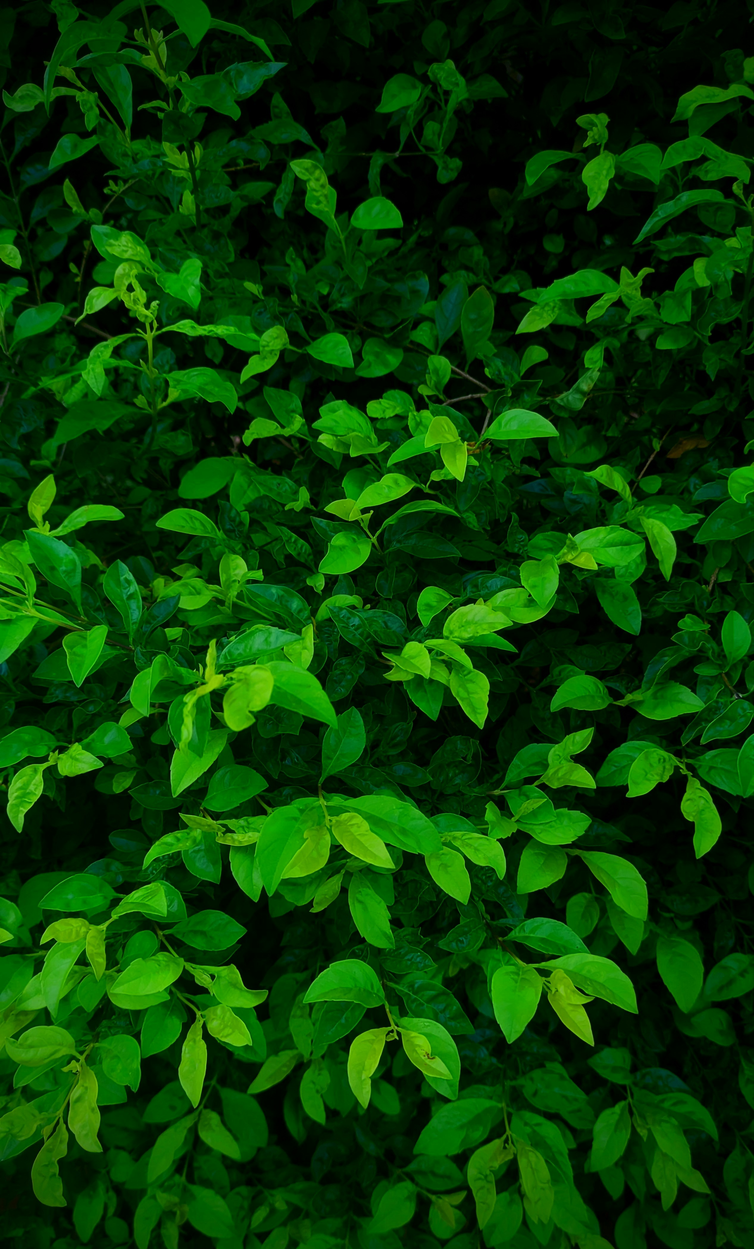 Photo by anshuman0090