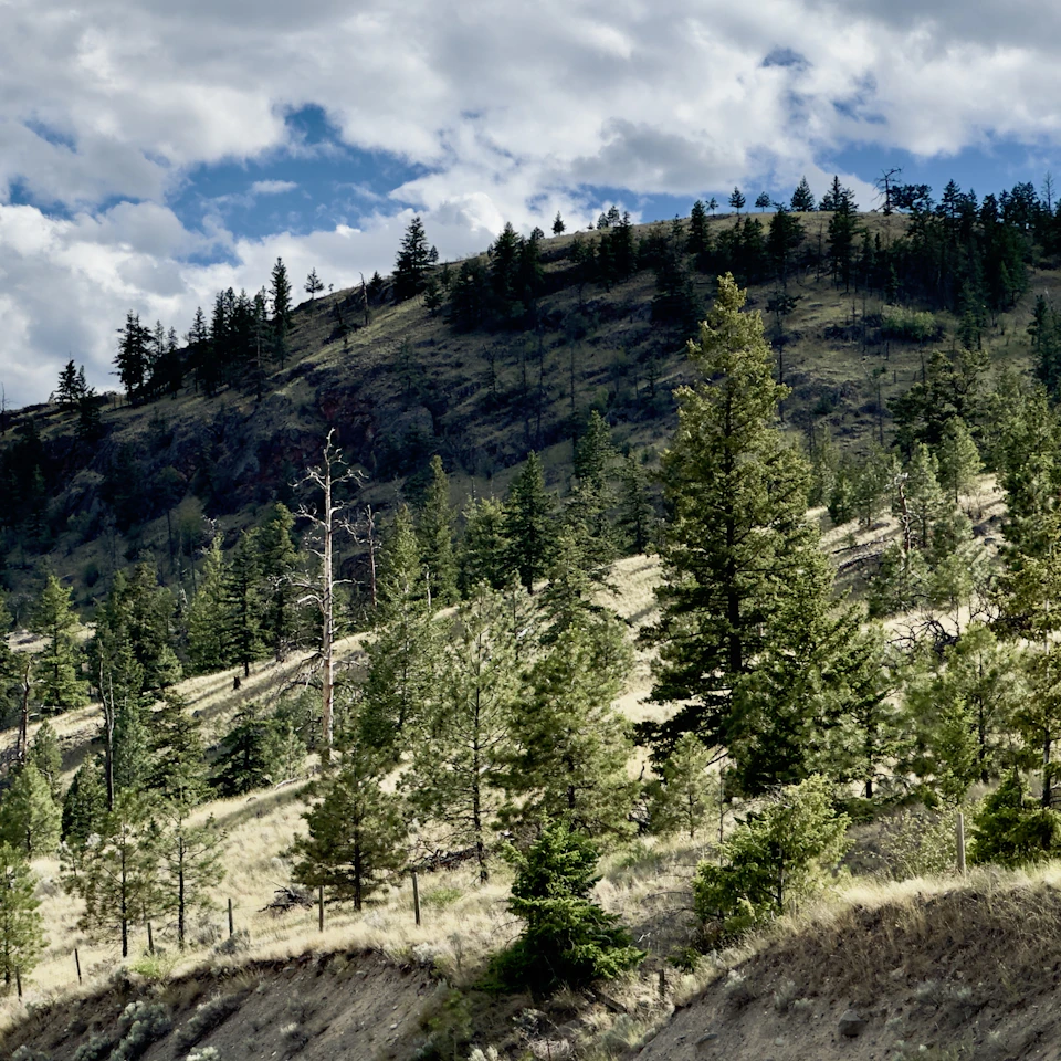 The image depicts a serene mountain landscape with a lush, green forest on one side and a rocky hillside on the other. The forest is densely populated with tall trees that tower over the viewer, their leaves forming a canopy that filters the sunlight into a warm glow. On the opposite side of the frame, the rocky hillside presents a stark contrast to the verdant greenery below it. The sky above is a clear blue, dotted with fluffy white clouds that add depth and dimension to the scene.