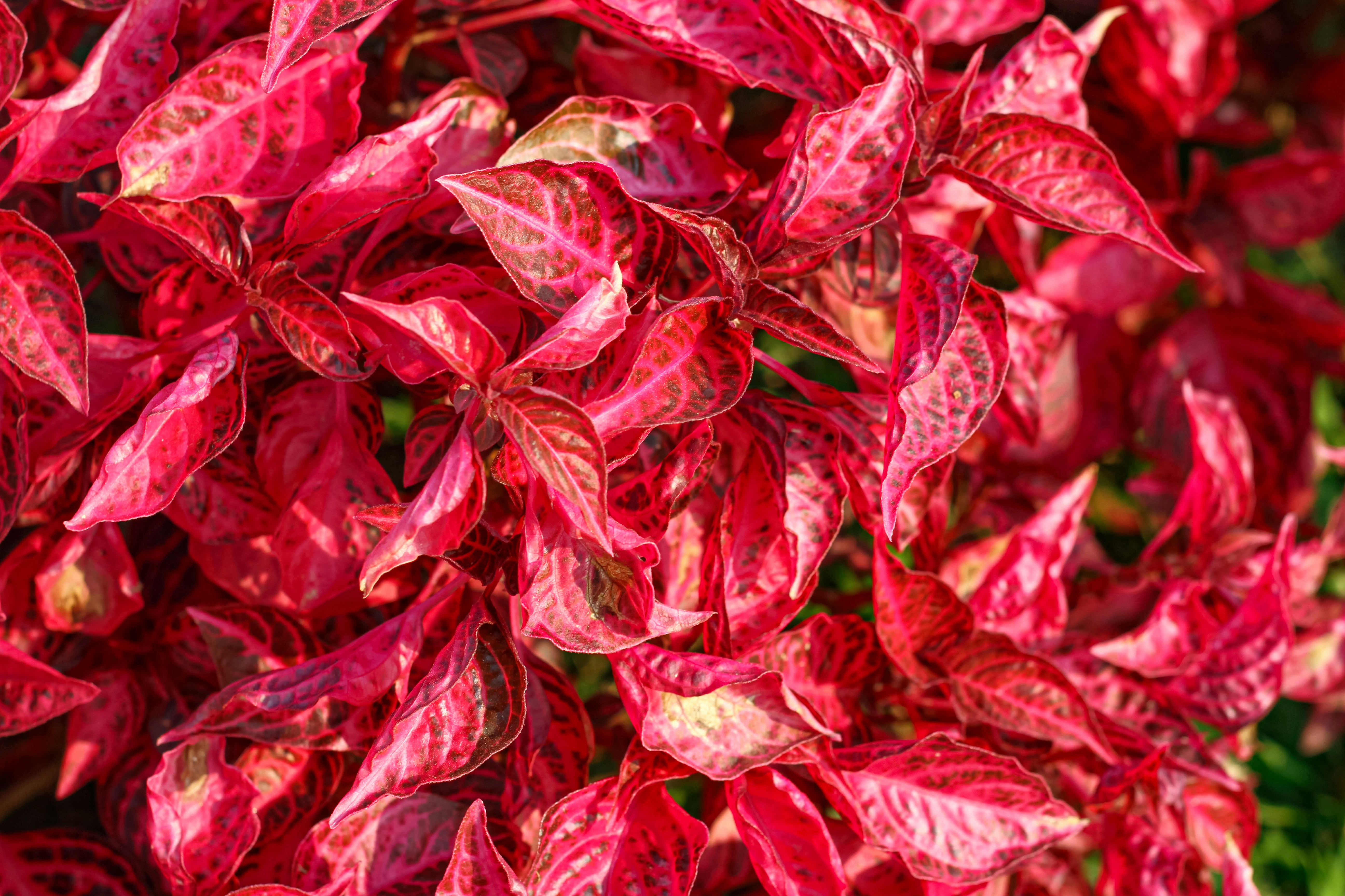 Photo by najoi_designer