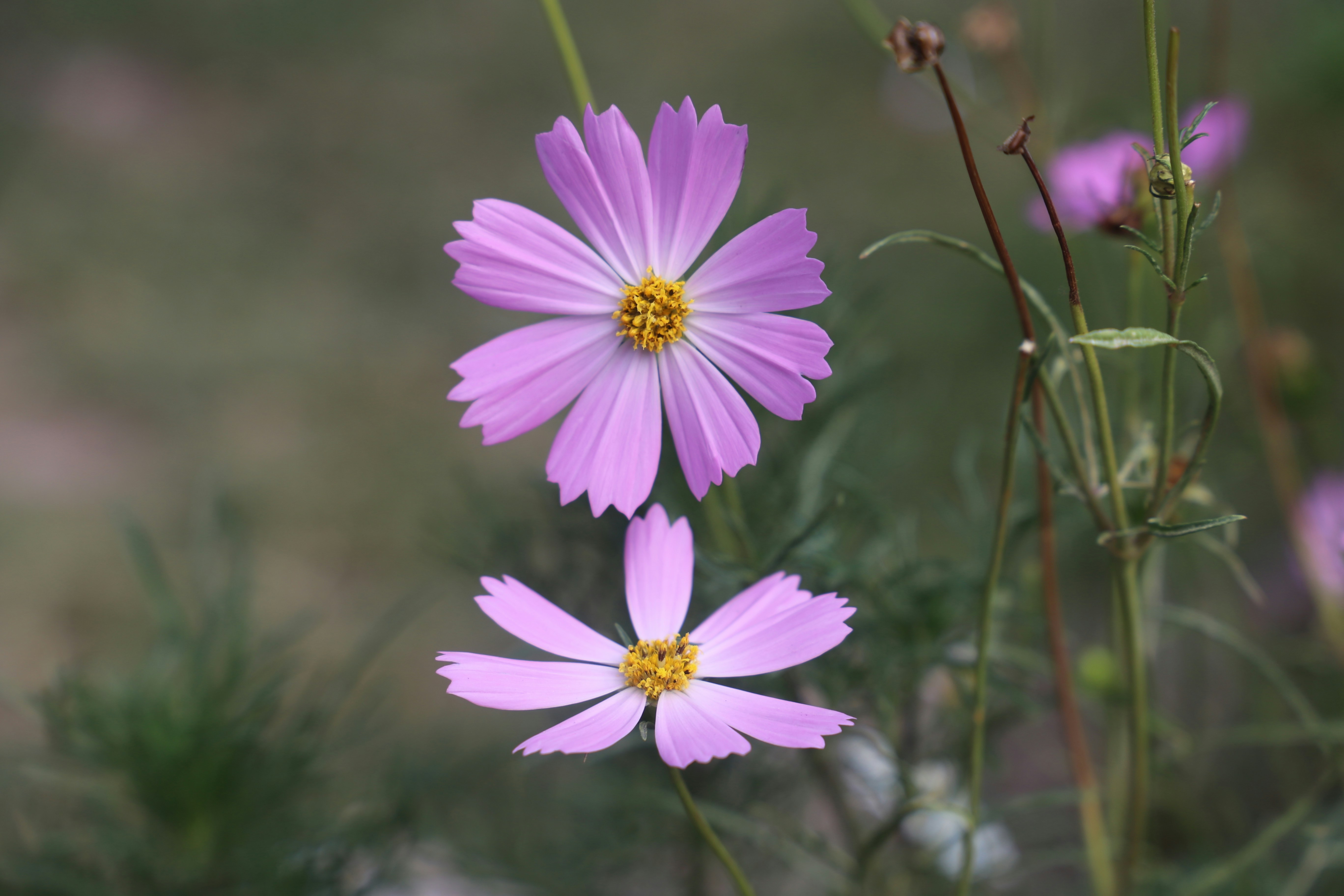 Photo by megawecare1