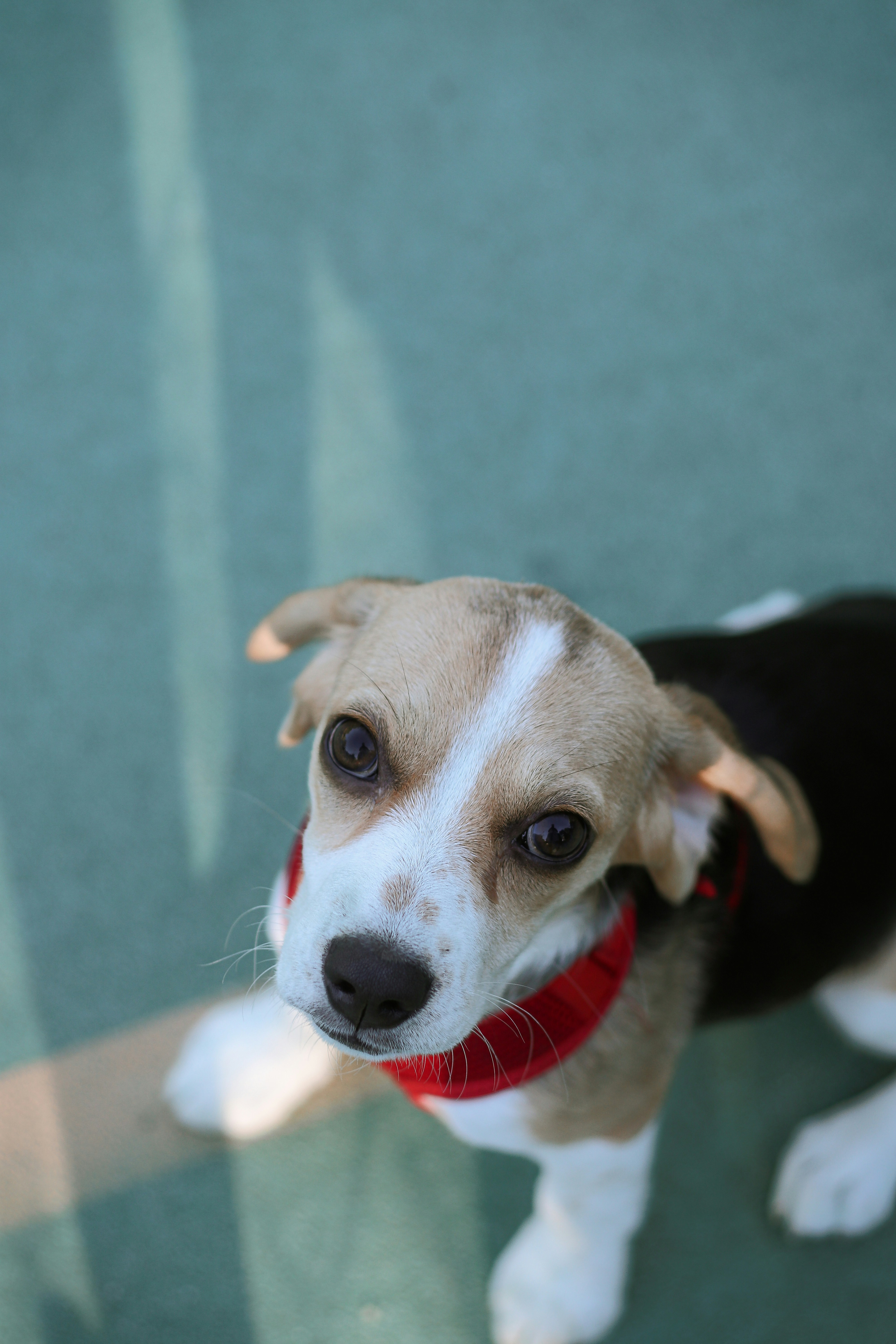 A small brown and white dog wearing a red collar
