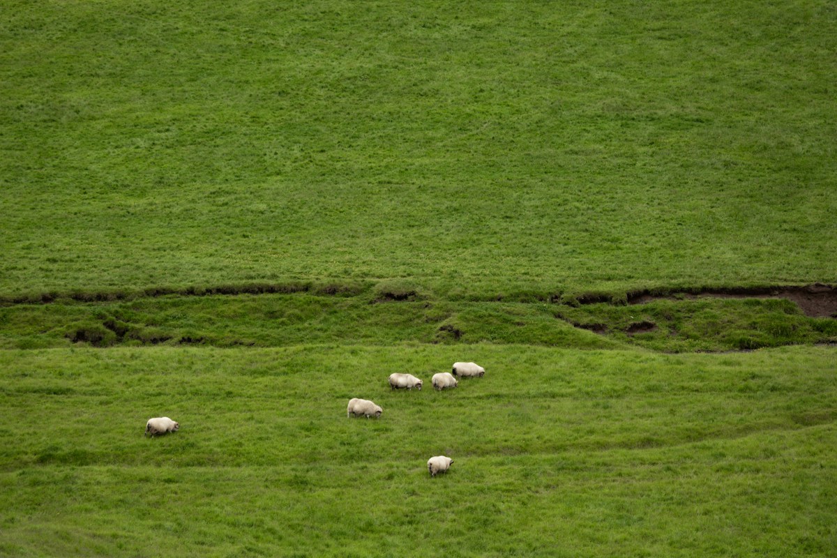A group of sheep walking together in a green field, illustrating teamwork and unity similar to team building activities for sports teams