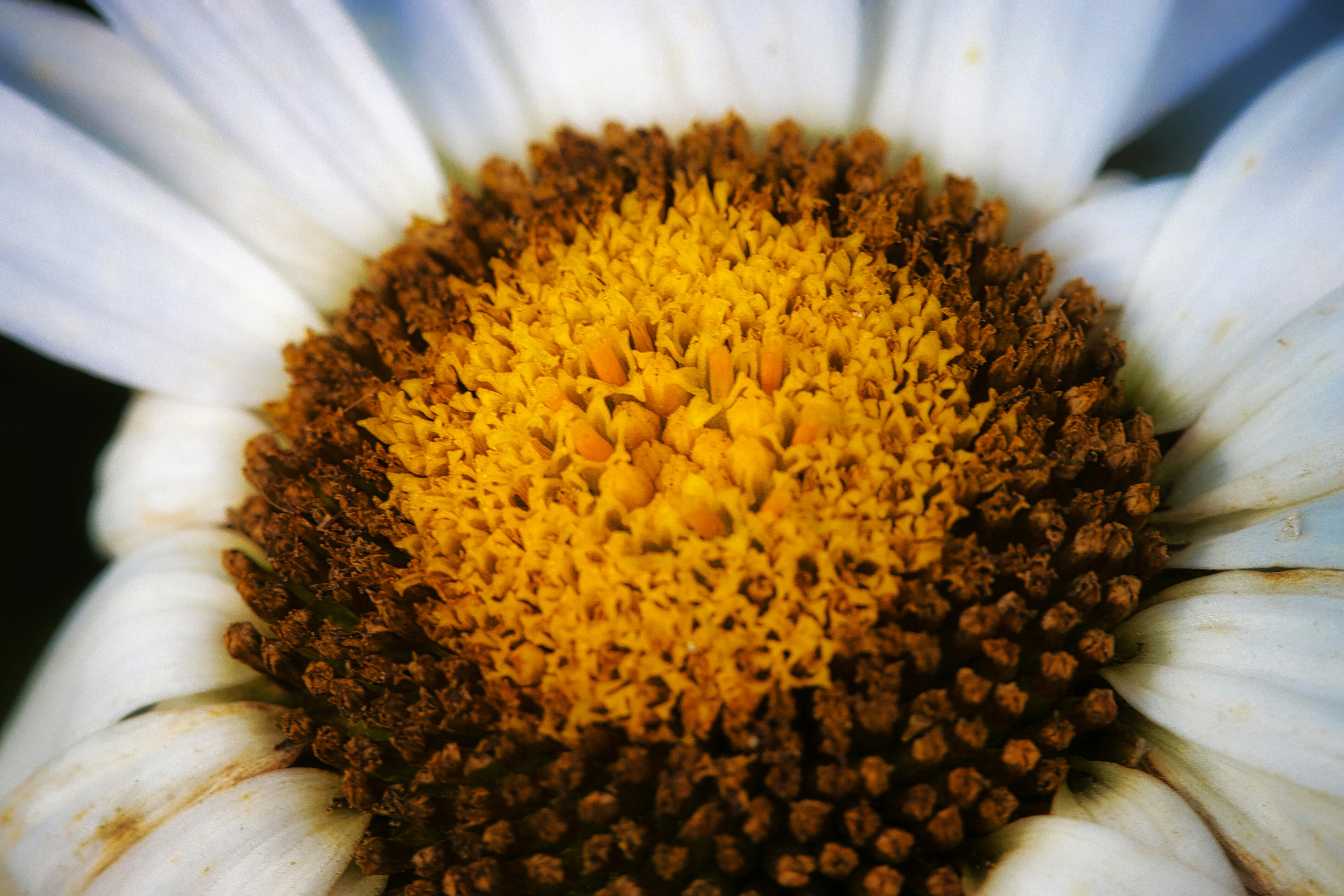 A close up of a white flower with a yellow center