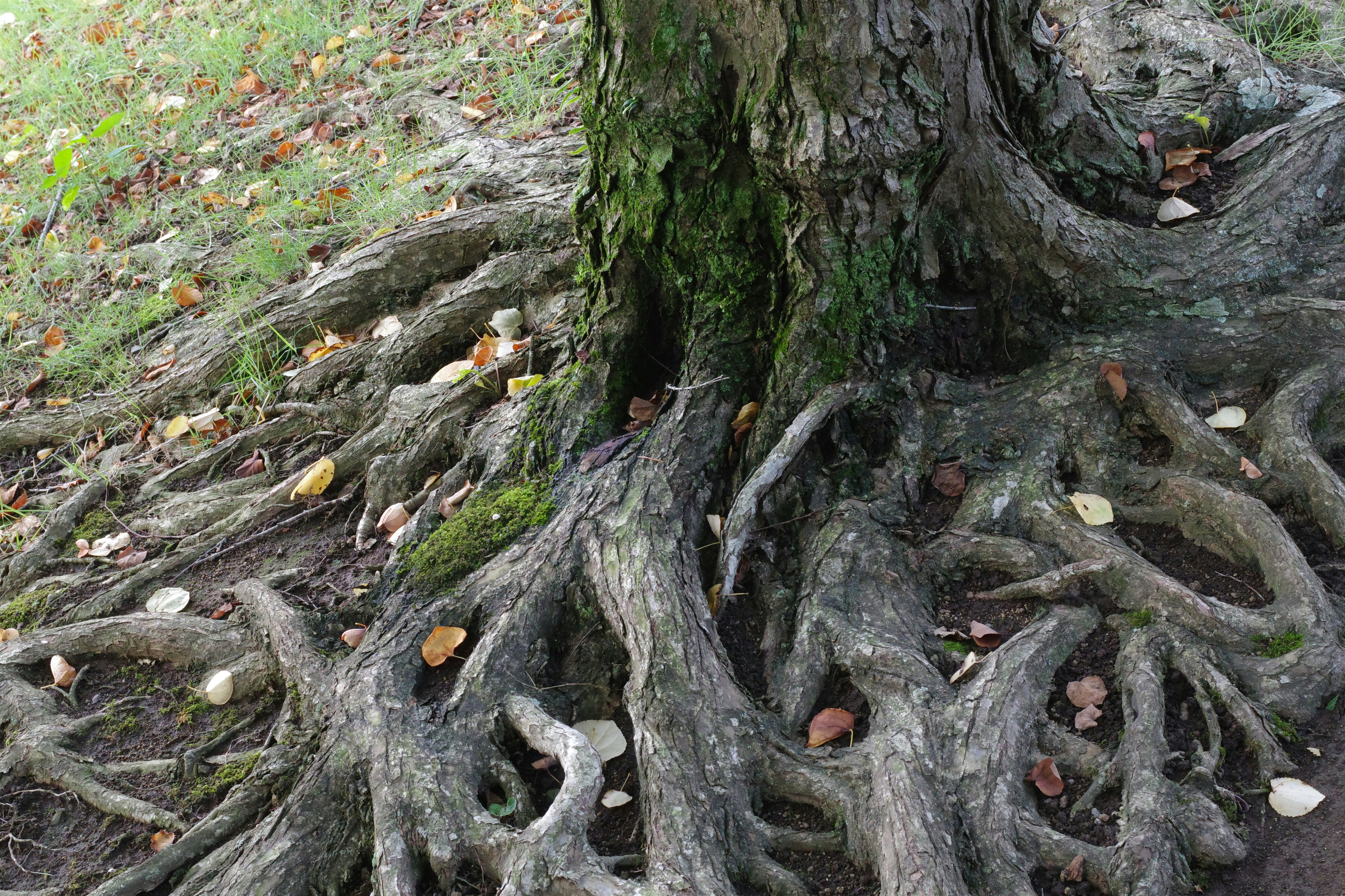 Interconnected roots of a tree labeled with risk factors like 'Genetics', 'Trauma', and 'Environment' - addiction and mental health