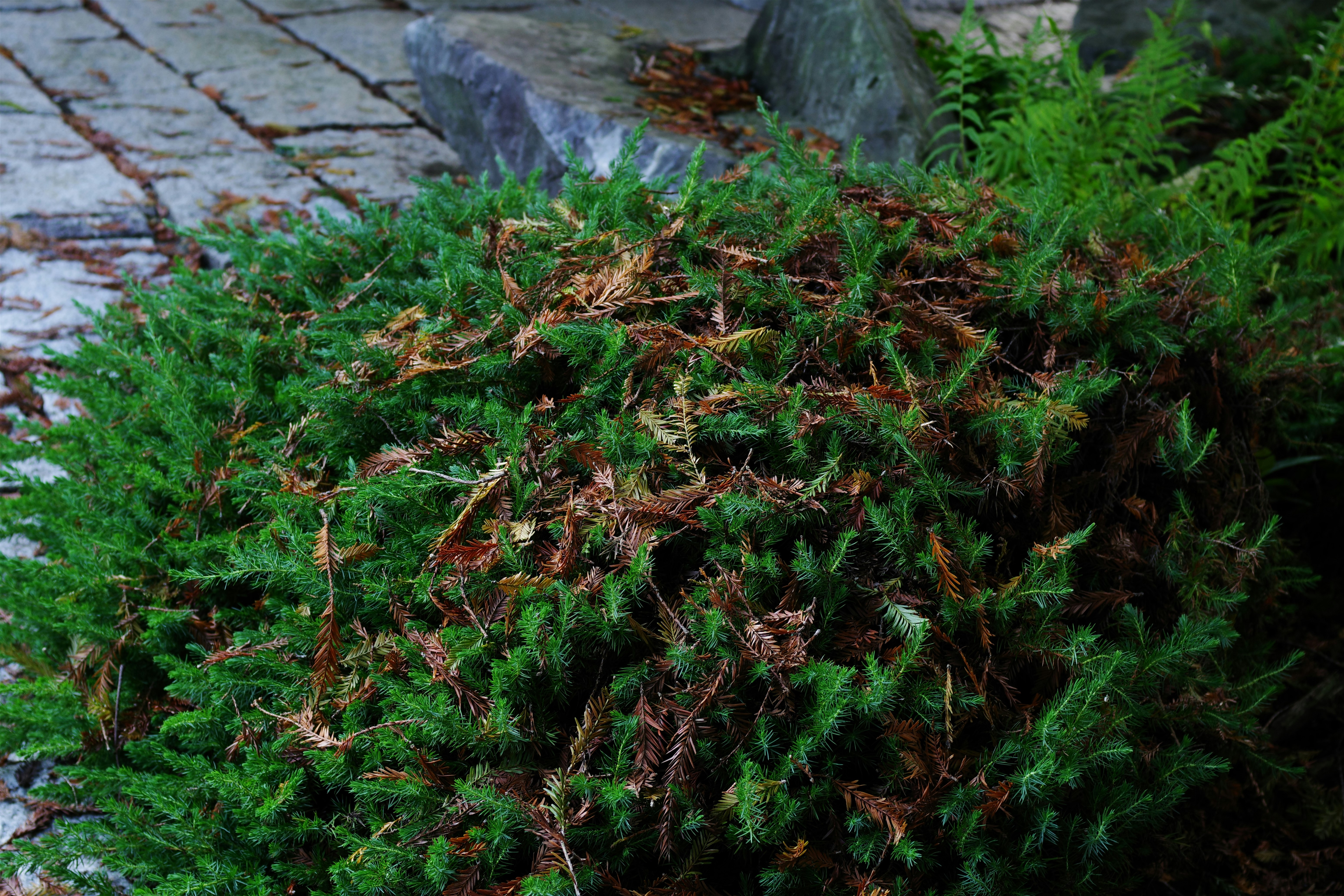 Garden Waste Removal