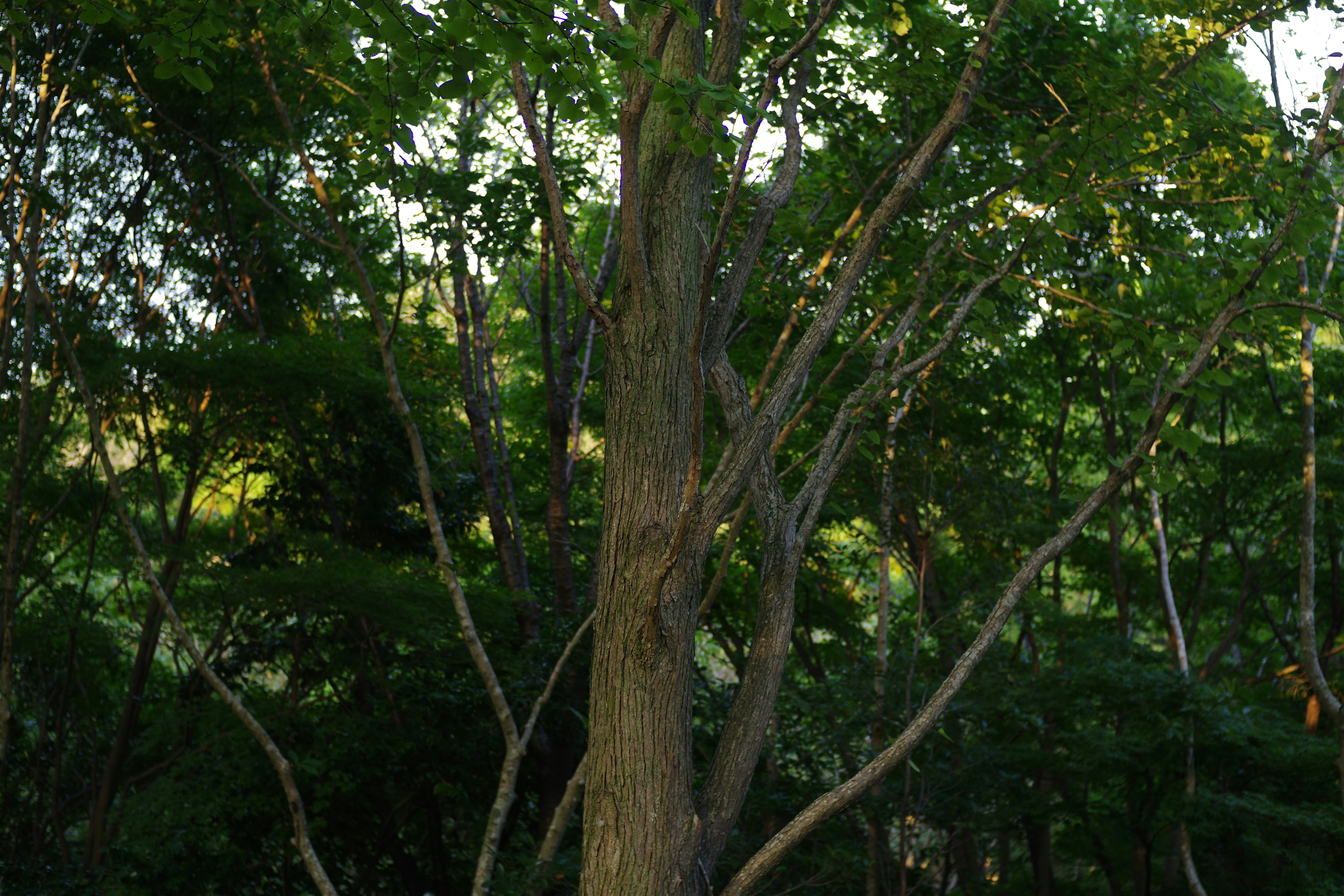 A giraffe standing next to a tree in a forest