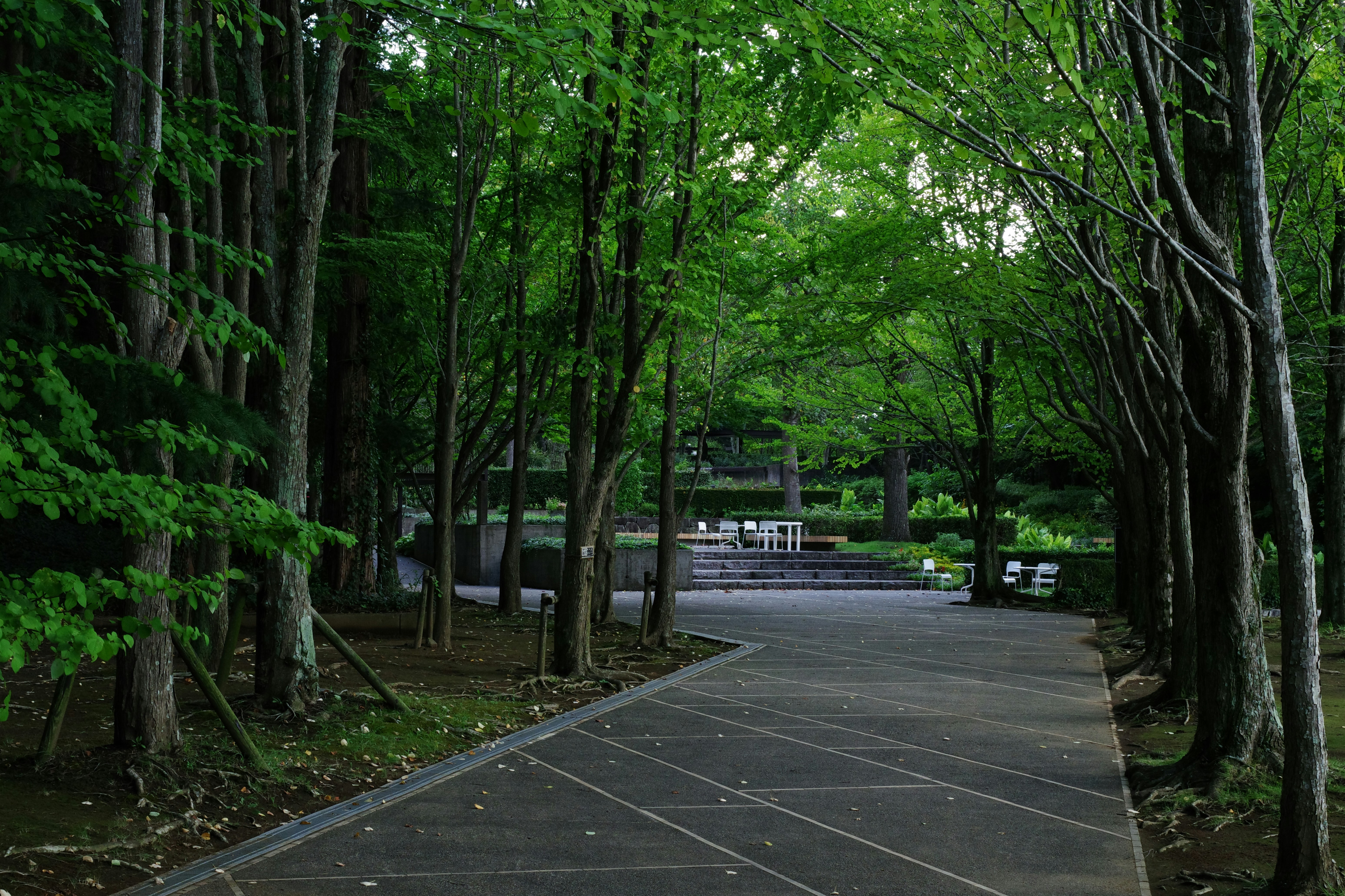 A paved walkway surrounded by trees in a park