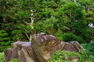 A large rock sitting in the middle of a lush green park