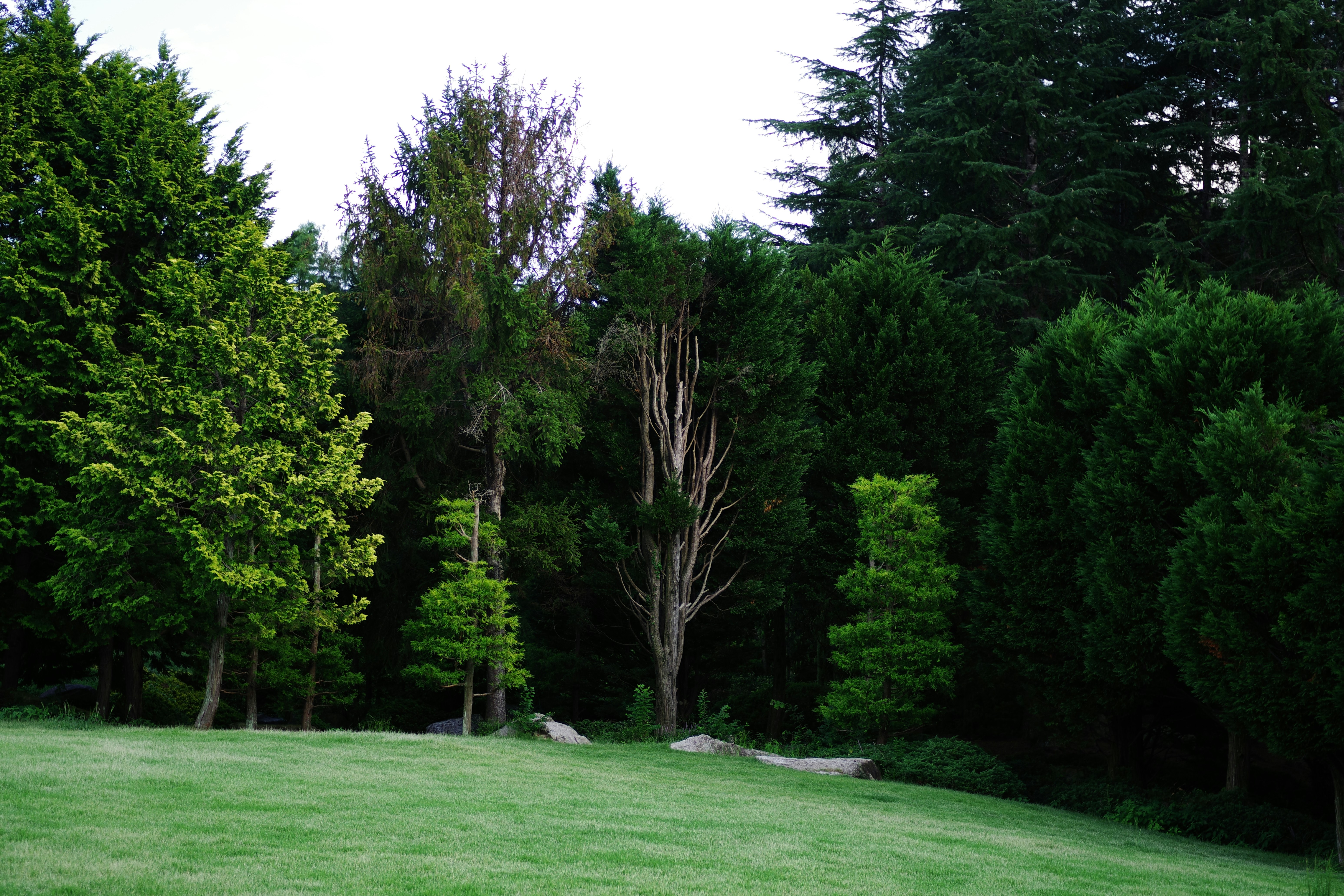 Comparison of cedar, metal, and stone garden beds