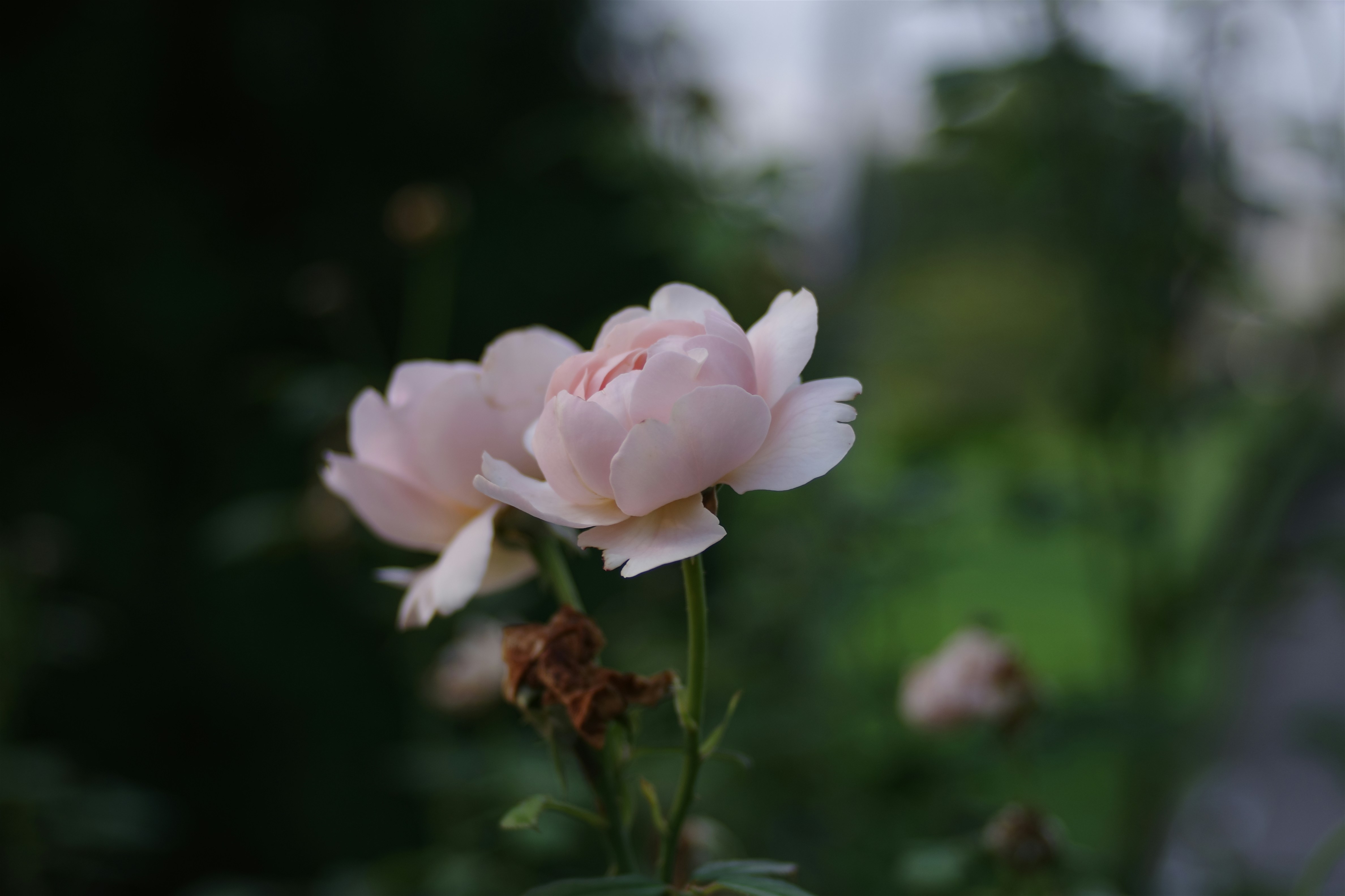 Photo by naopp