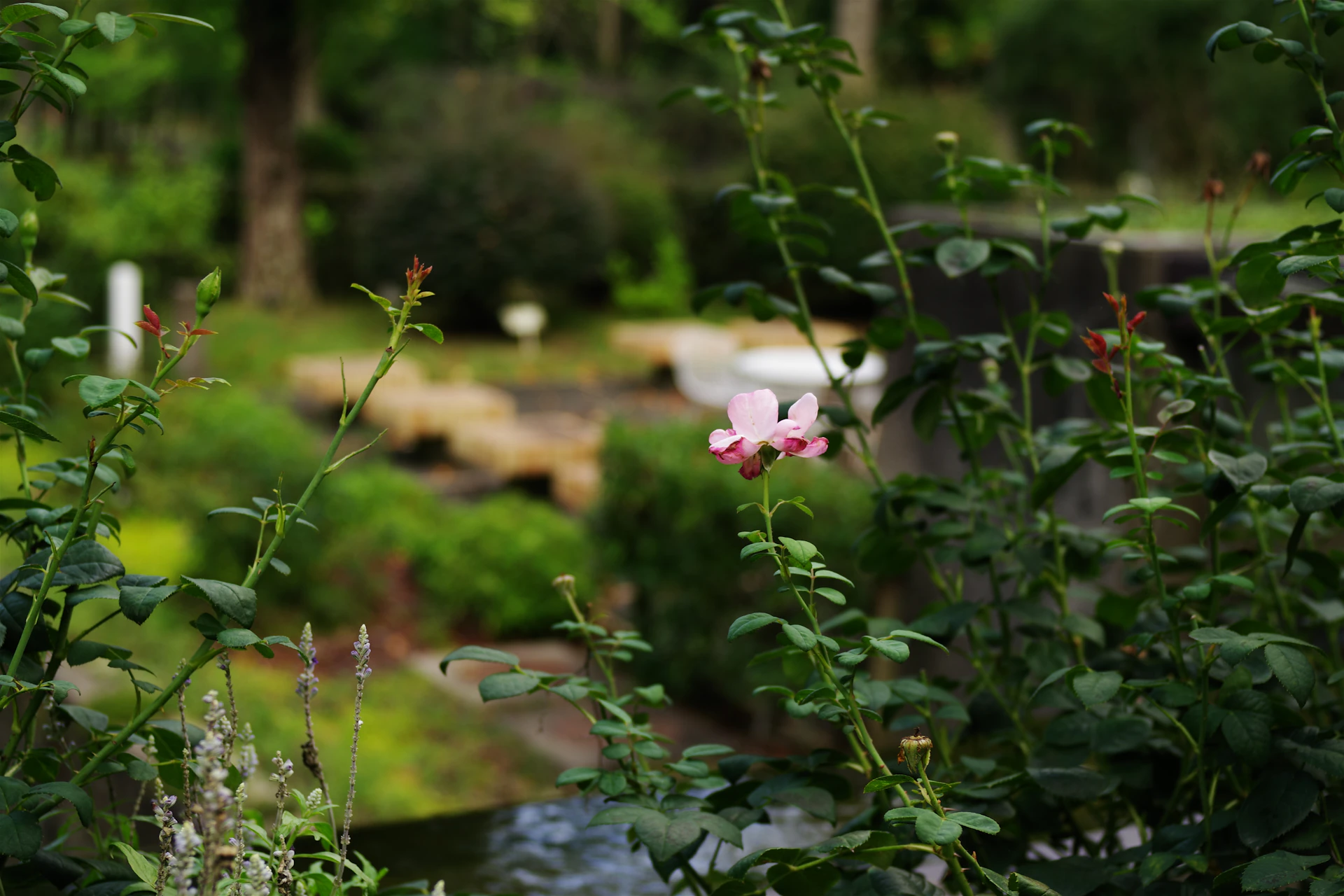 A blurry photo of a pink flower in a garden
