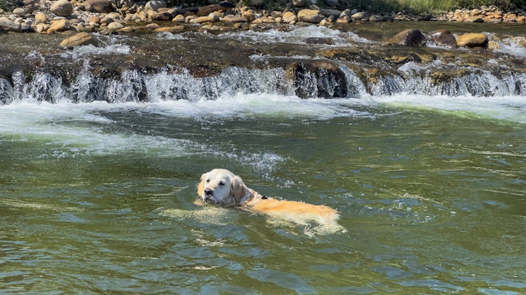 A dog swimming in a river with a waterfall in the background