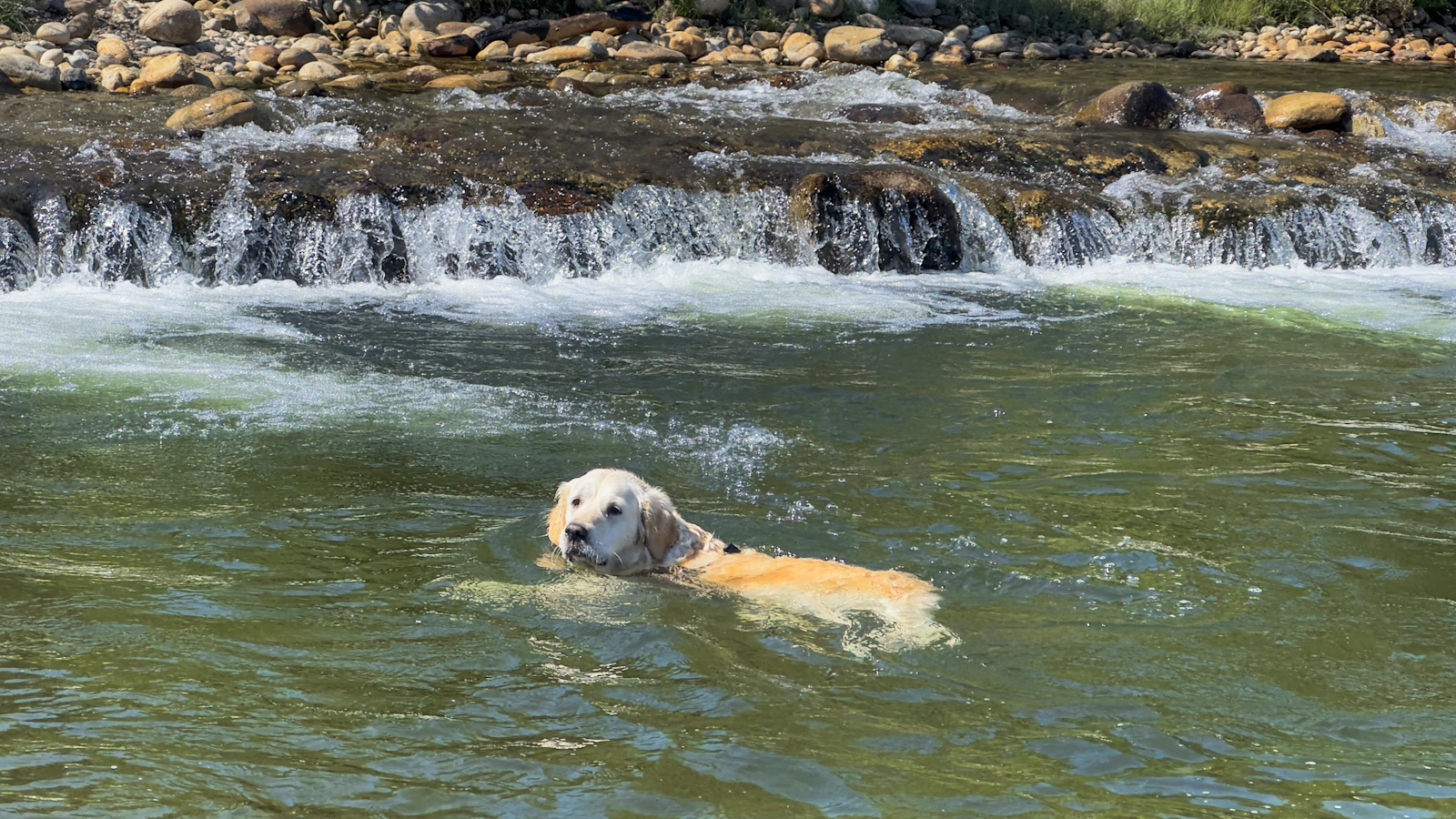 Let dogs splash in the river