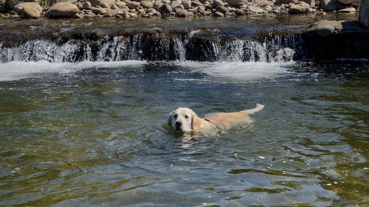 Dog swimming in water near a waterfall