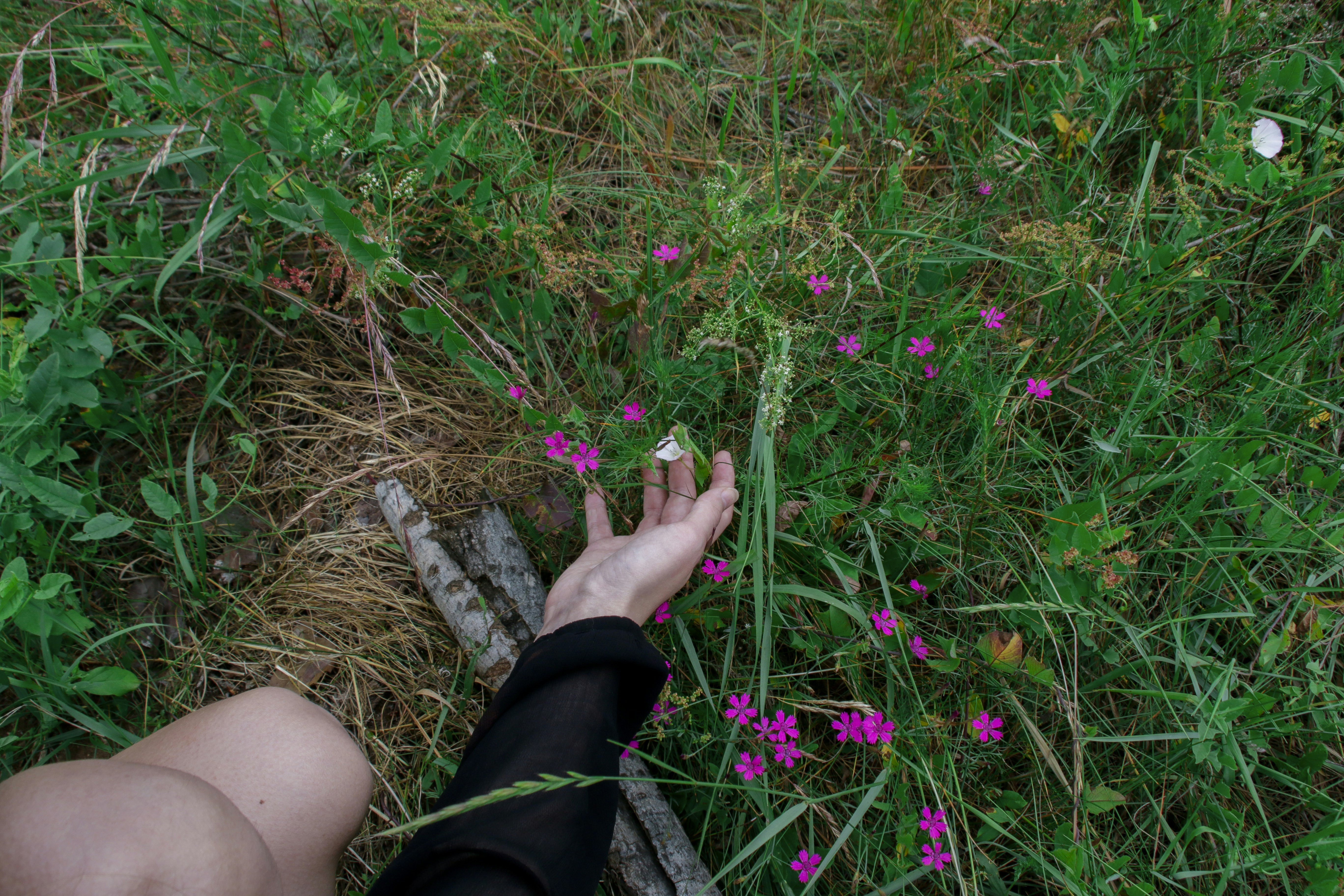 A hand reaching for a pink flower in the grass