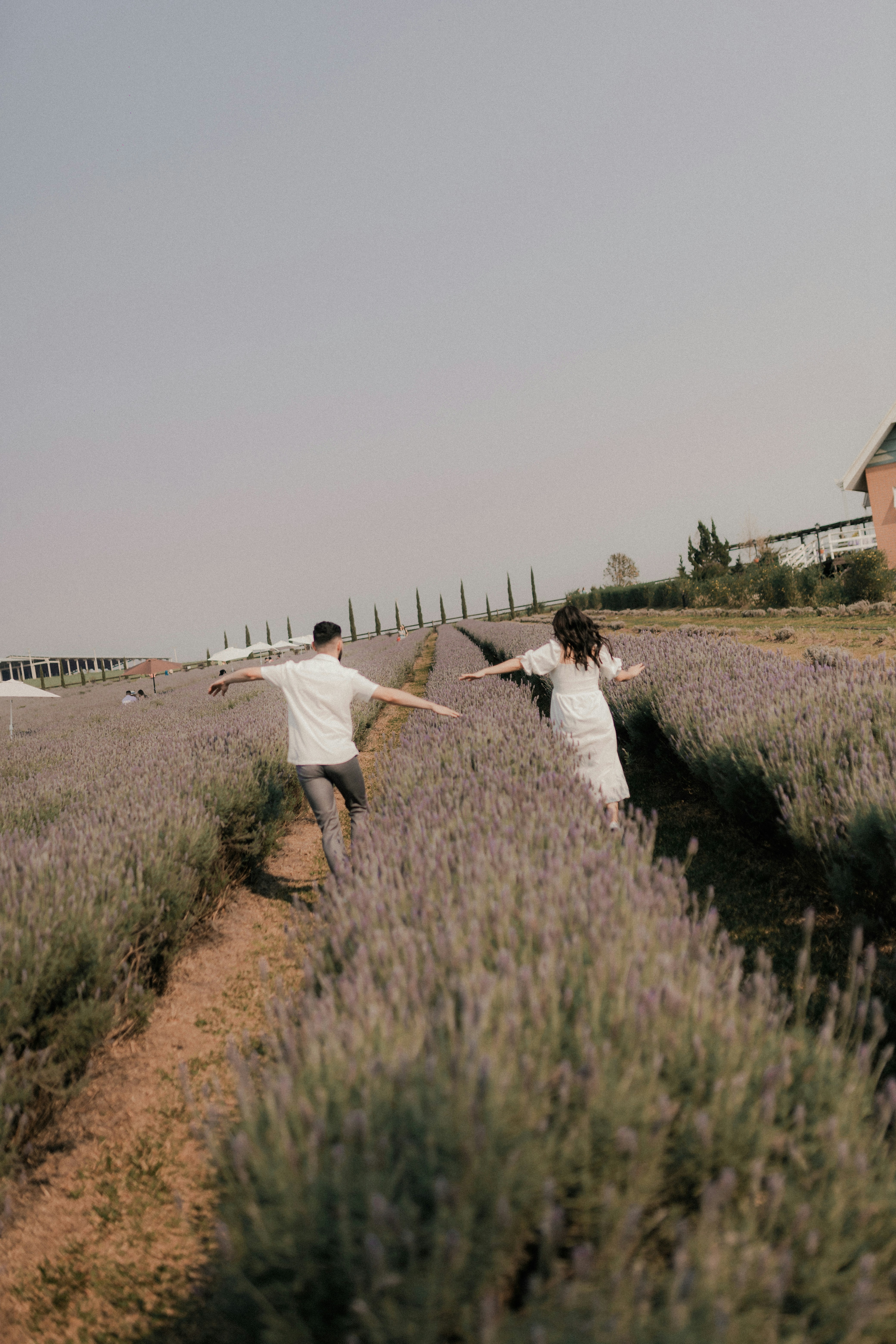 Couple de mariés marchant dans un champ de lavande au coucher du soleil, robe blanche et costume sombre