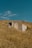 An abandoned building sitting in a dry grass field