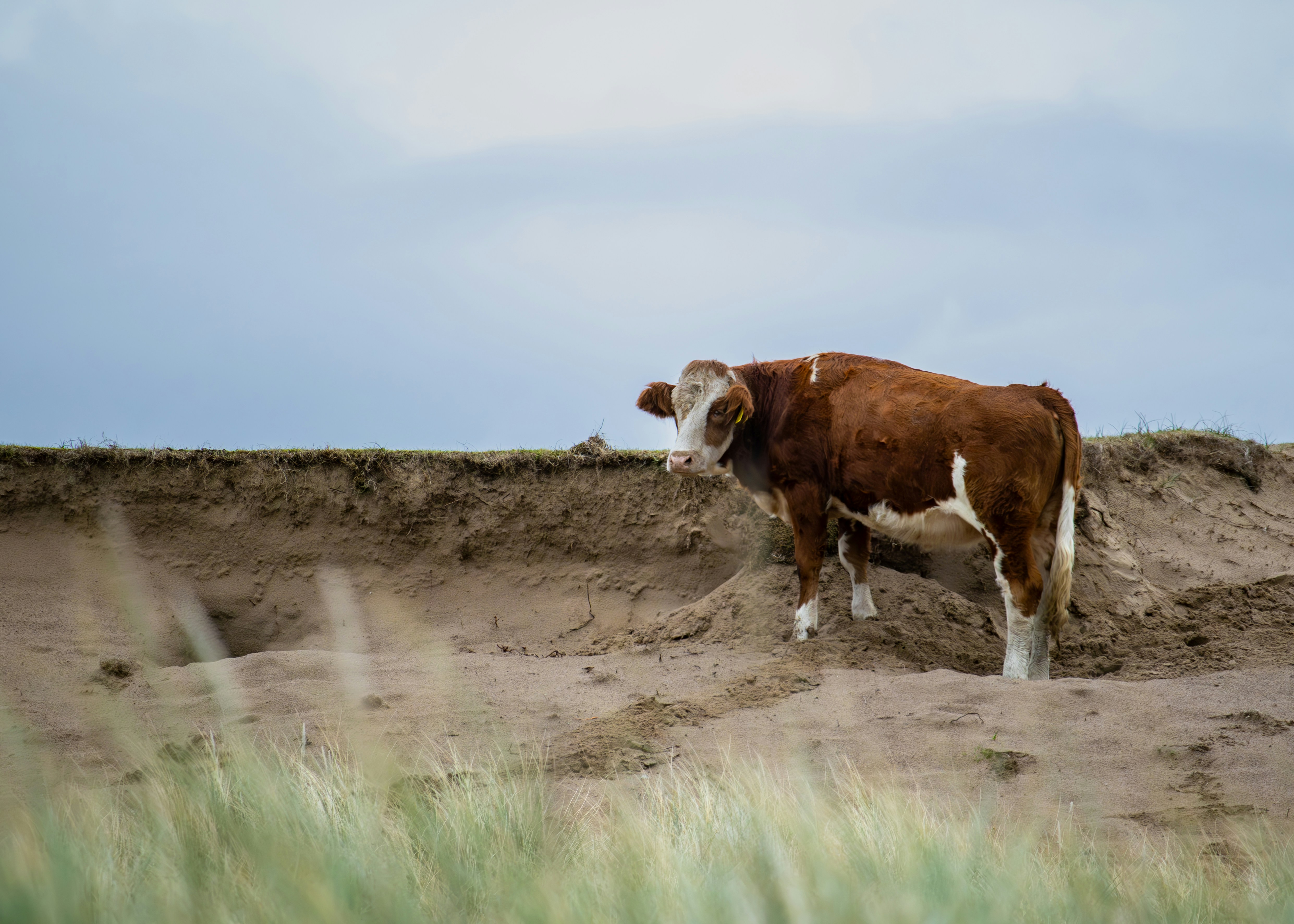 Una vaca marrón y blanca parada en la cima de un campo de tierra