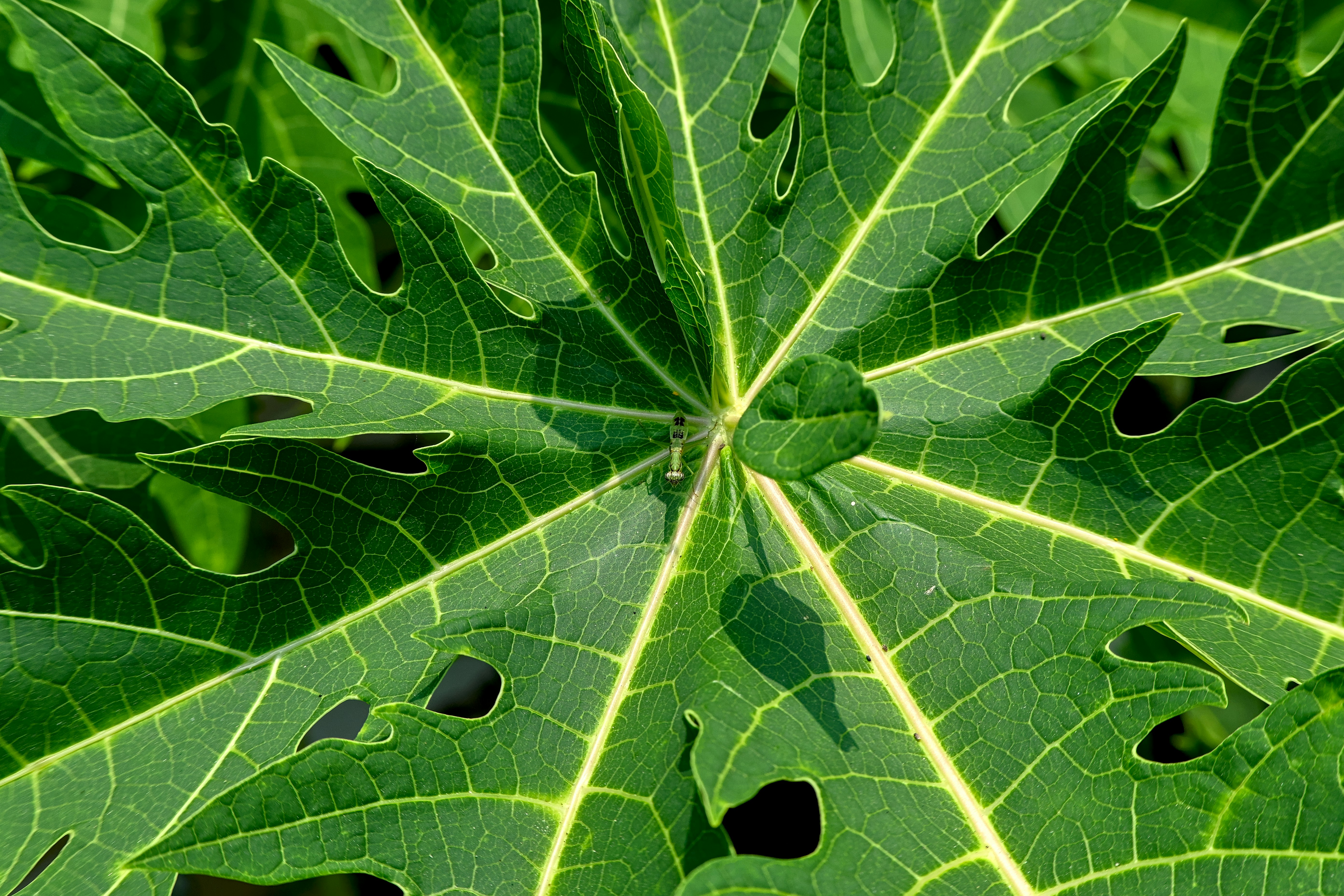 A large green leaf with holes in it photo – Free Papaya leaf Image on