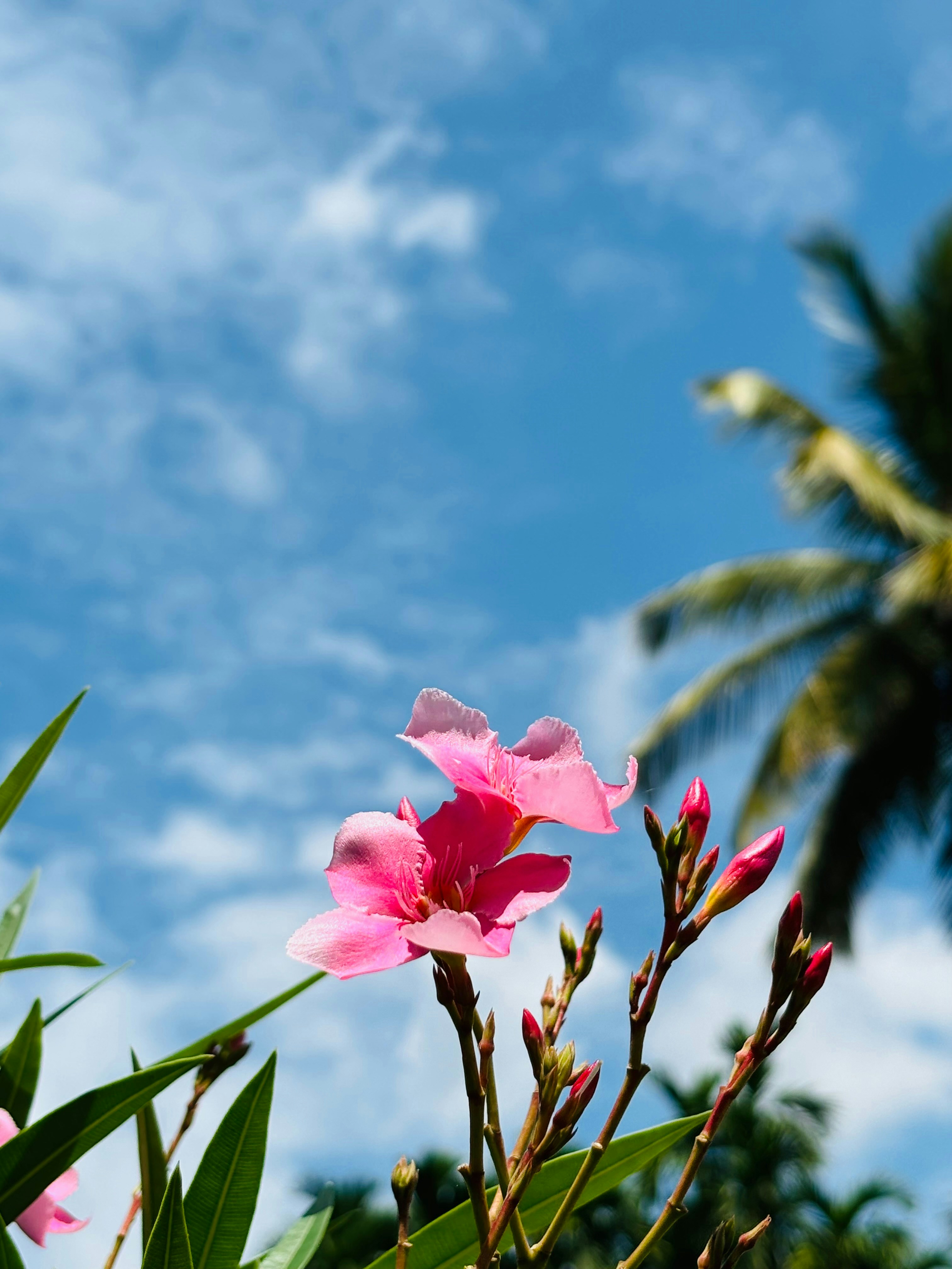 Photo by samanvitha_k