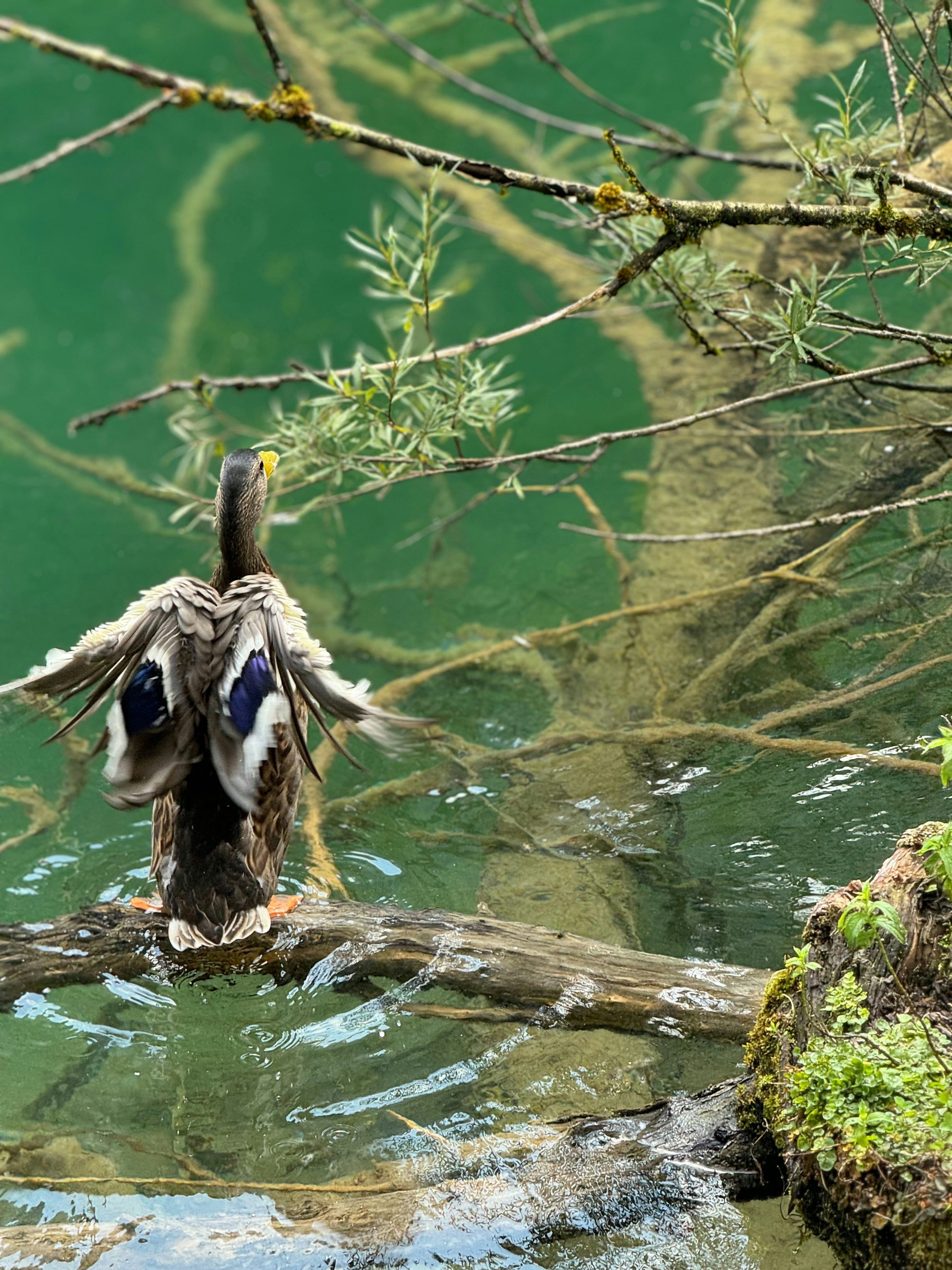 A duck that is sitting on a branch in the water