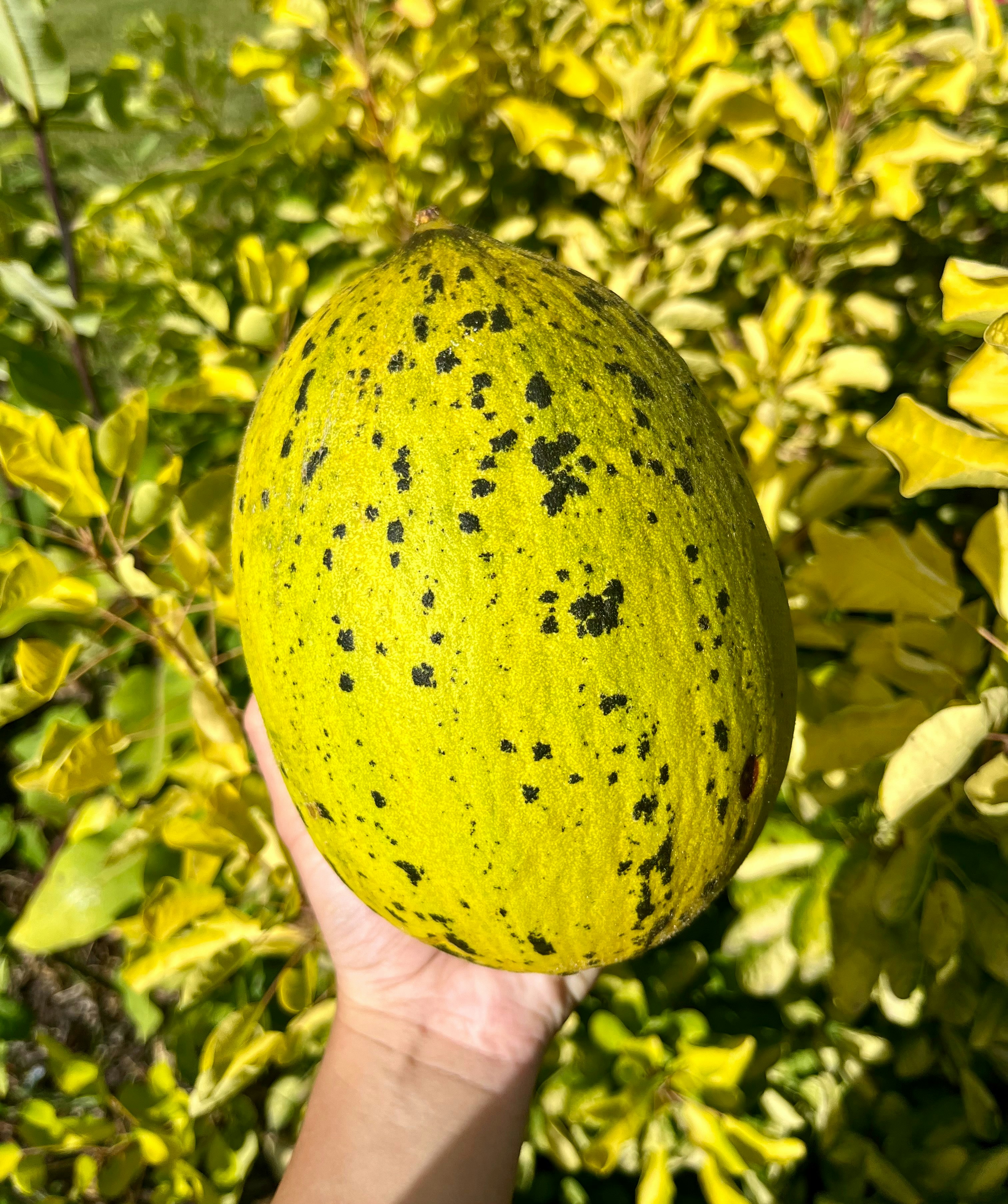 A hand is holding a melon in front of a bush