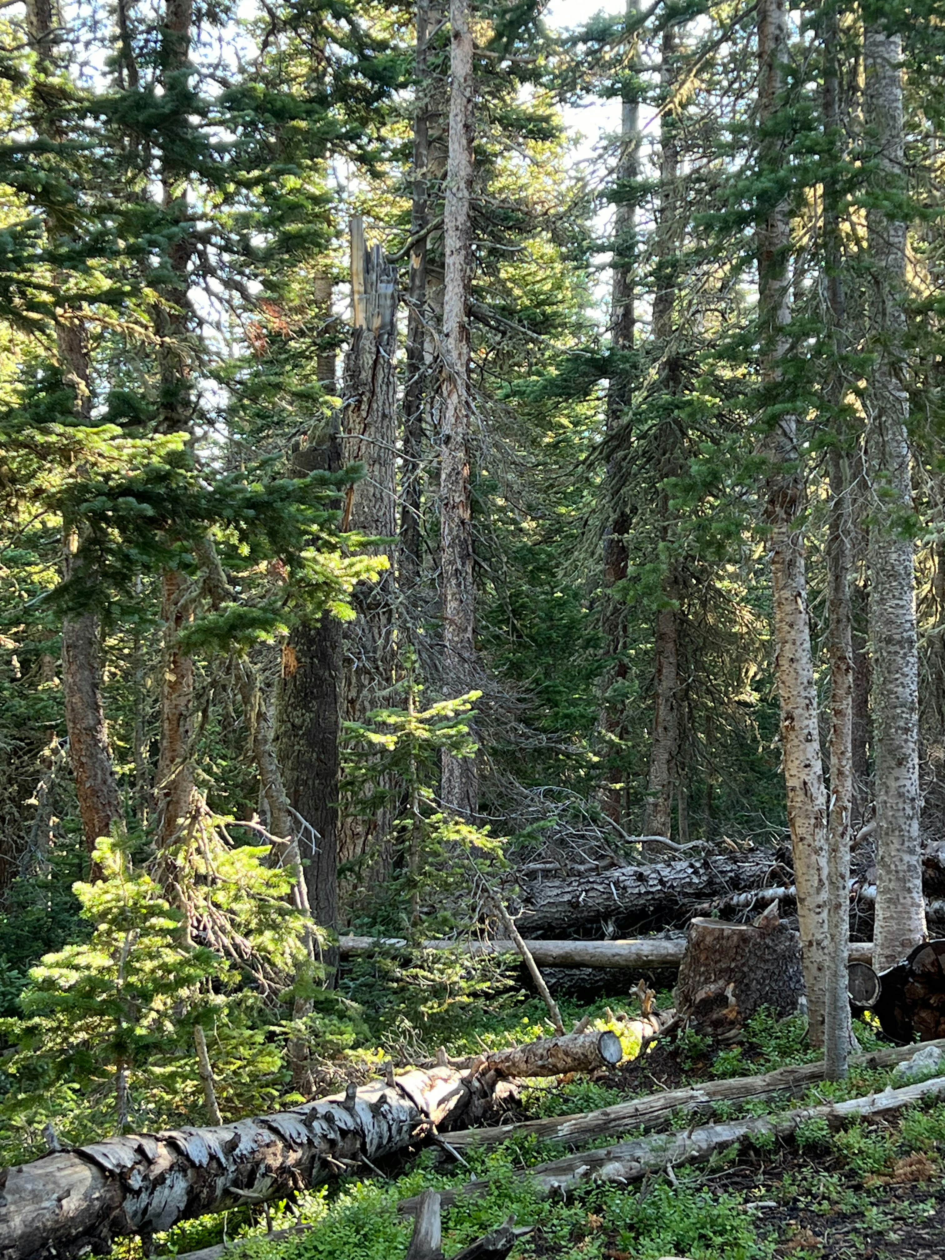 Photo by yaro_muzychenko