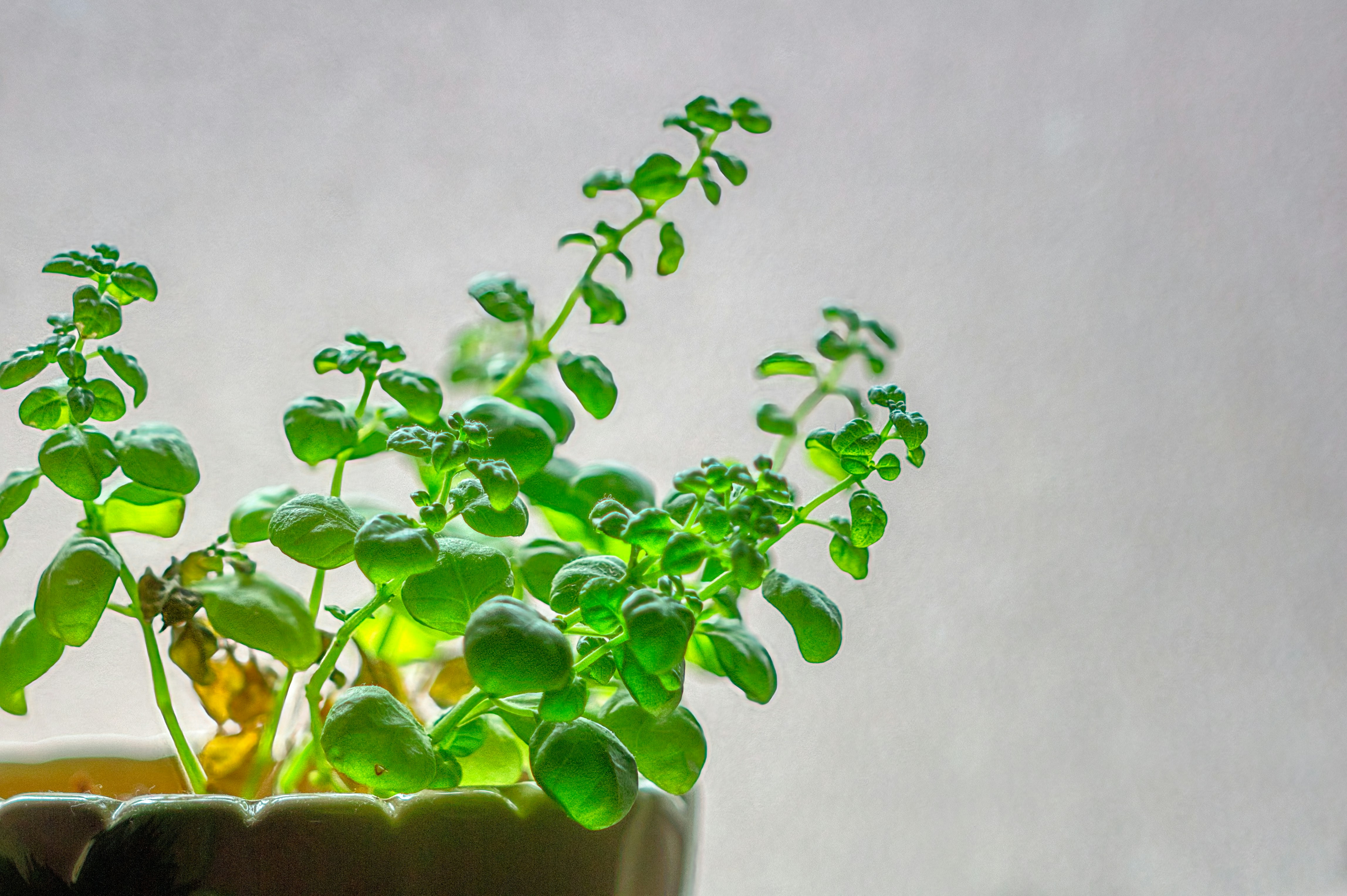 A potted plant sitting on top of a window sill