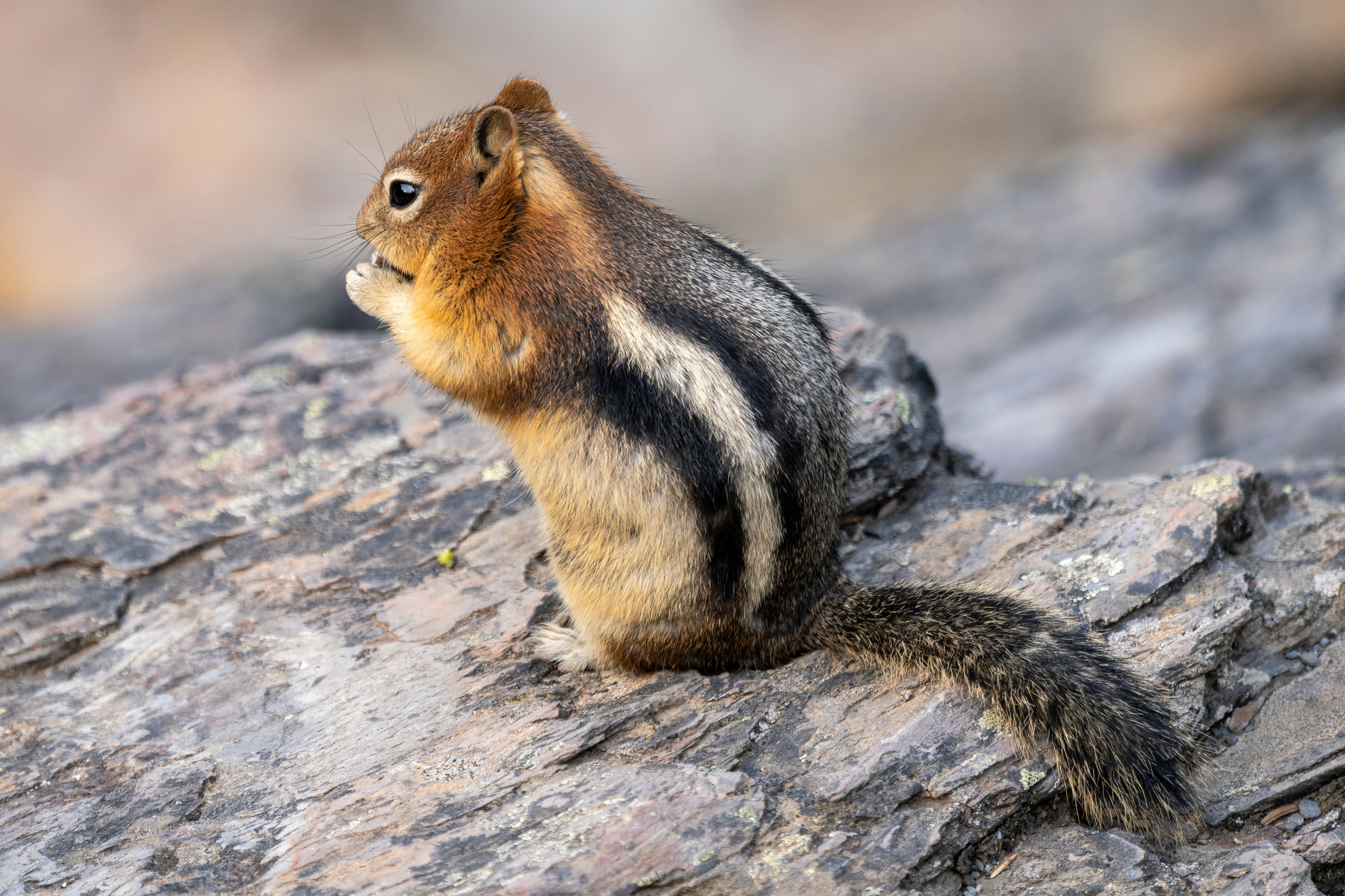 Photo by picture_scape