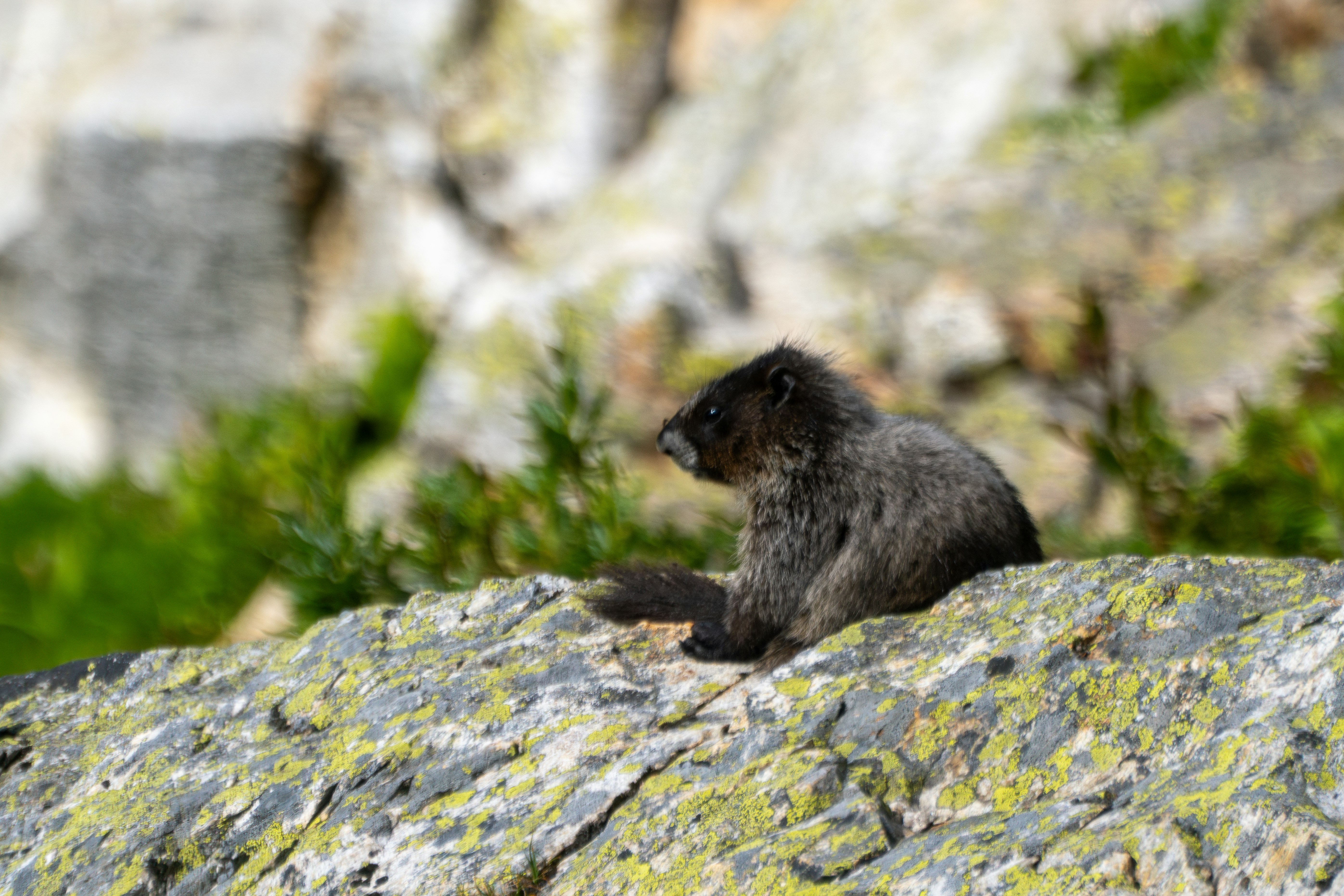 Photo by picture_scape