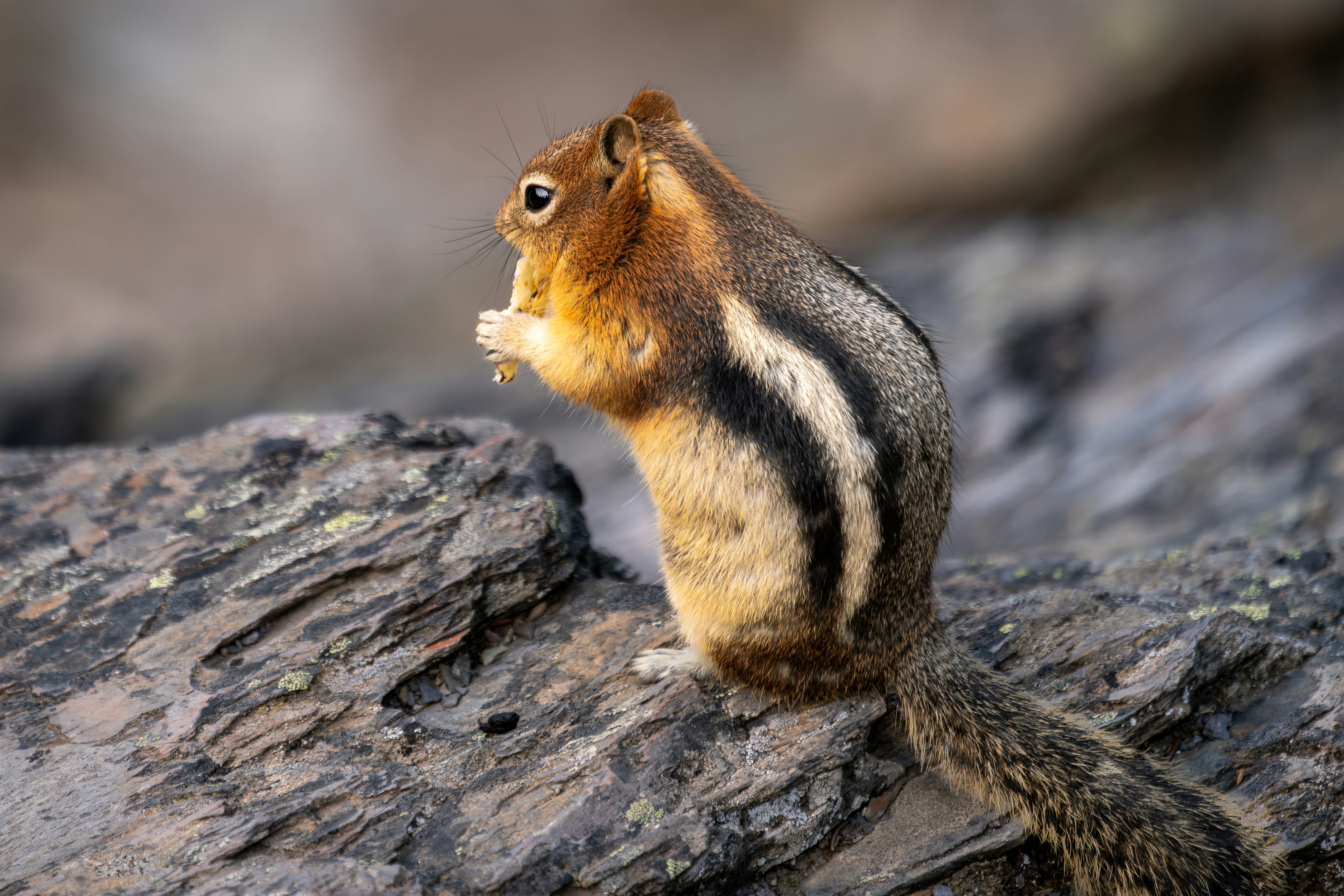 Photo by picture_scape