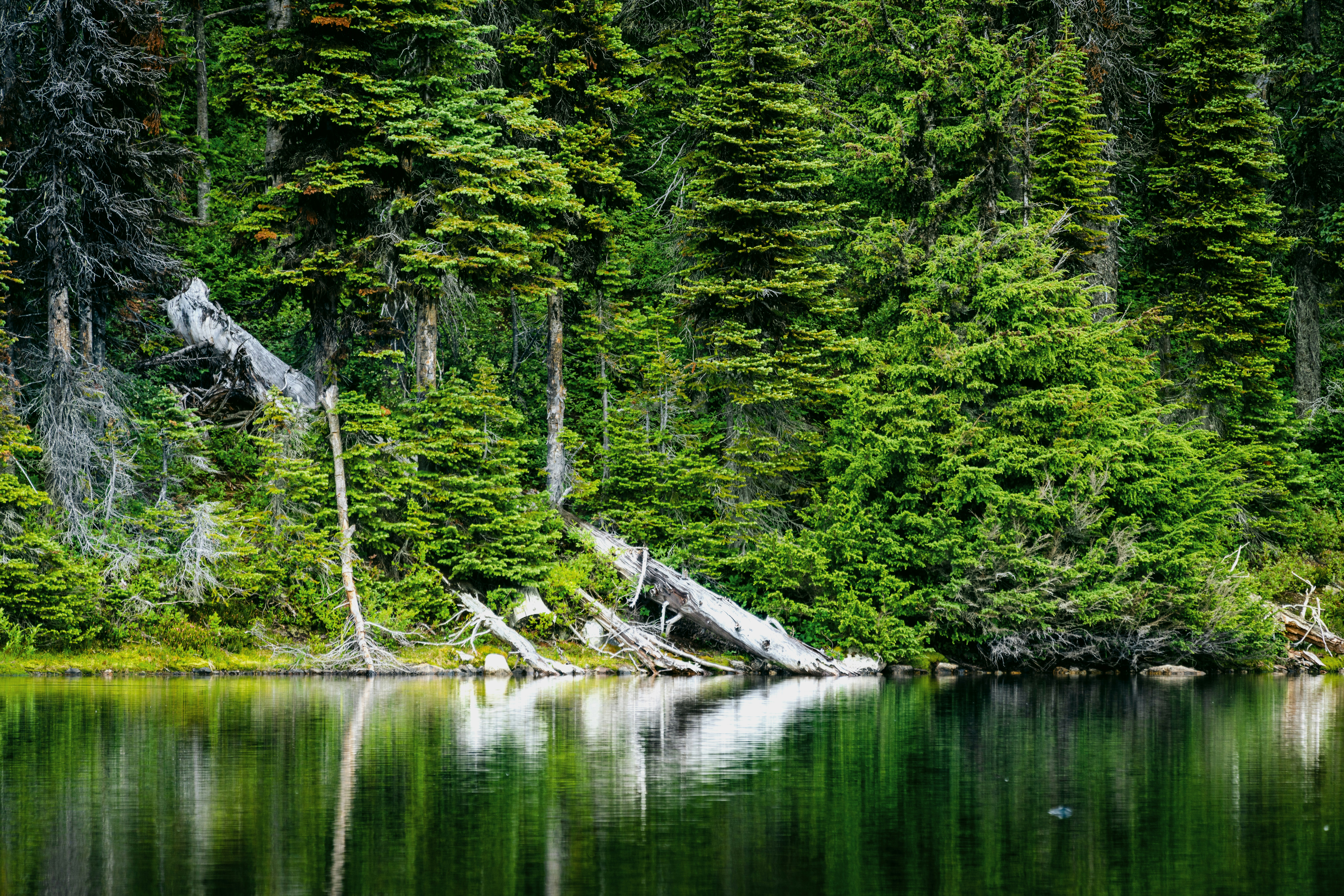 Photo by picture_scape