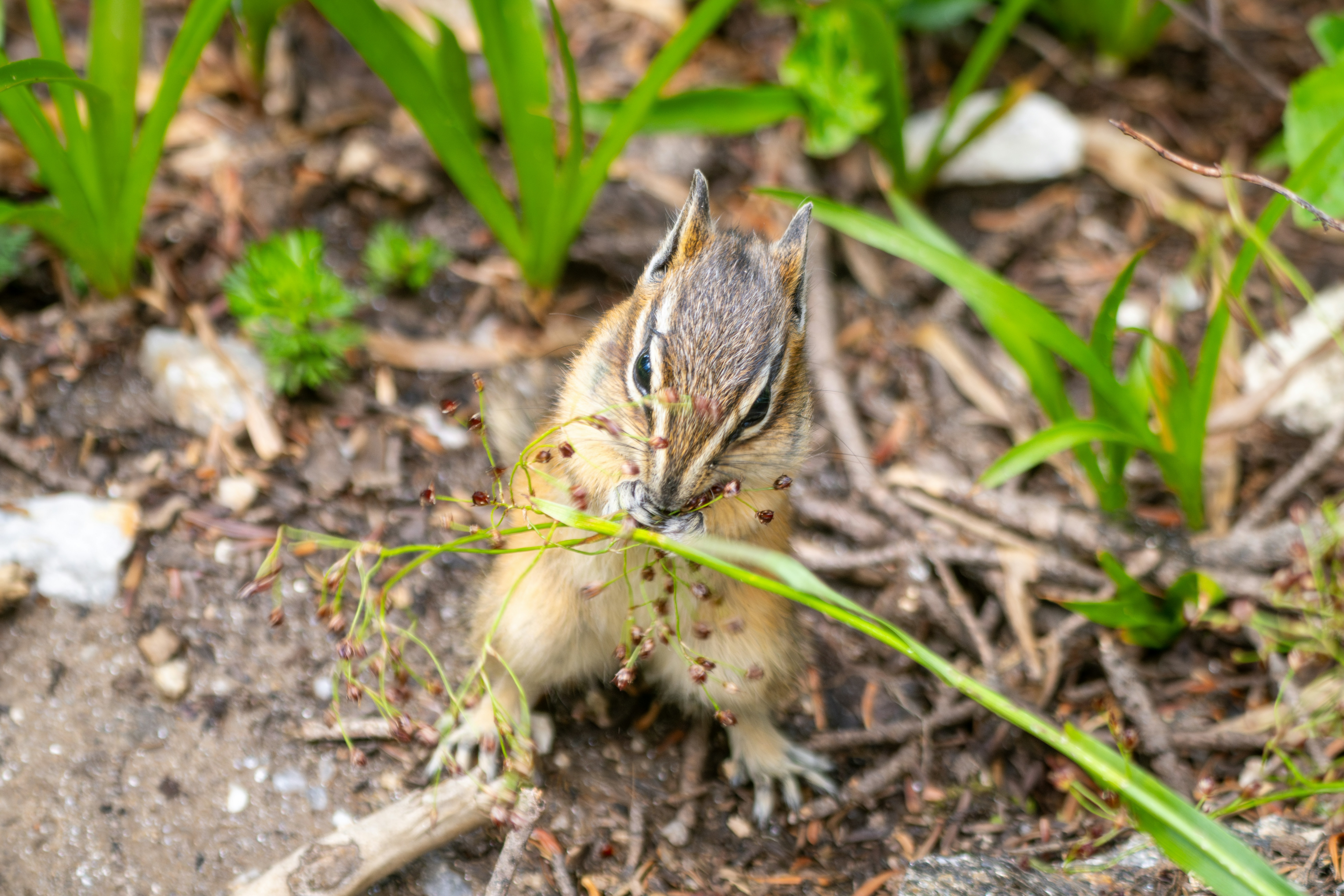 Photo by picture_scape