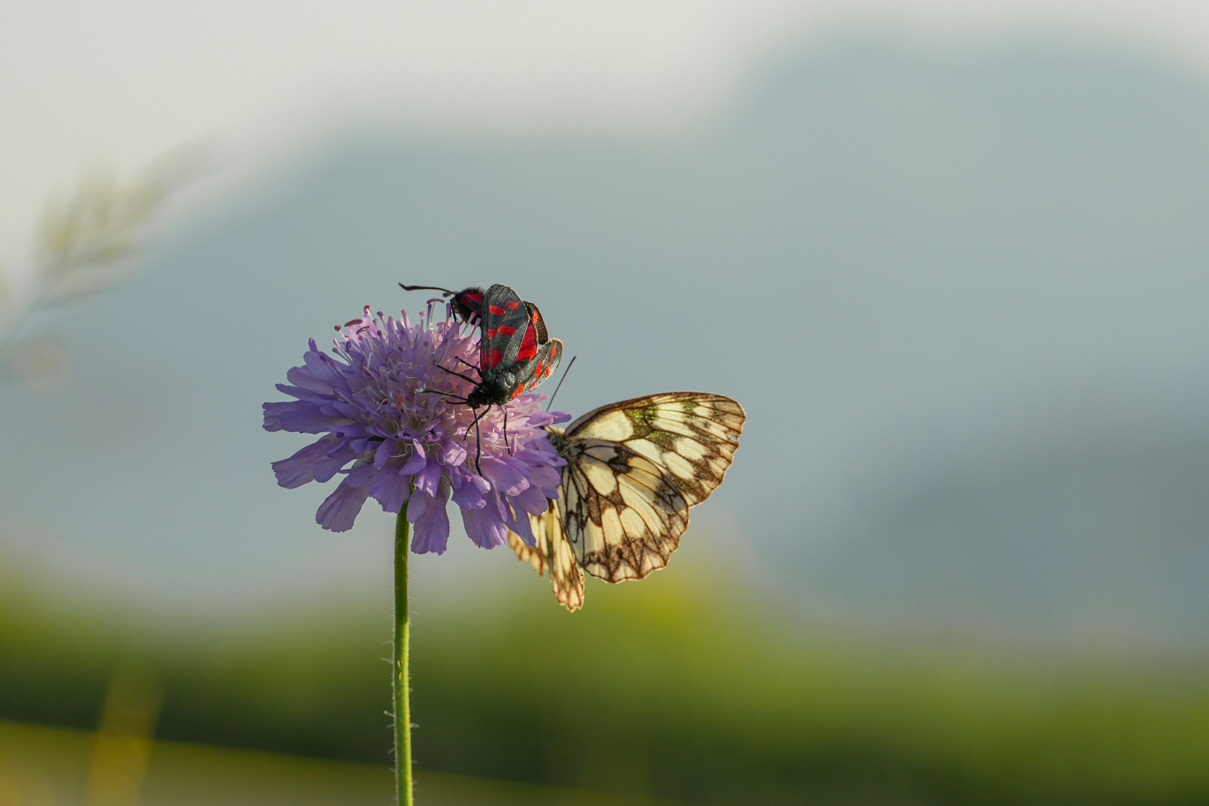 A butterfly sitting on top of a purple flower