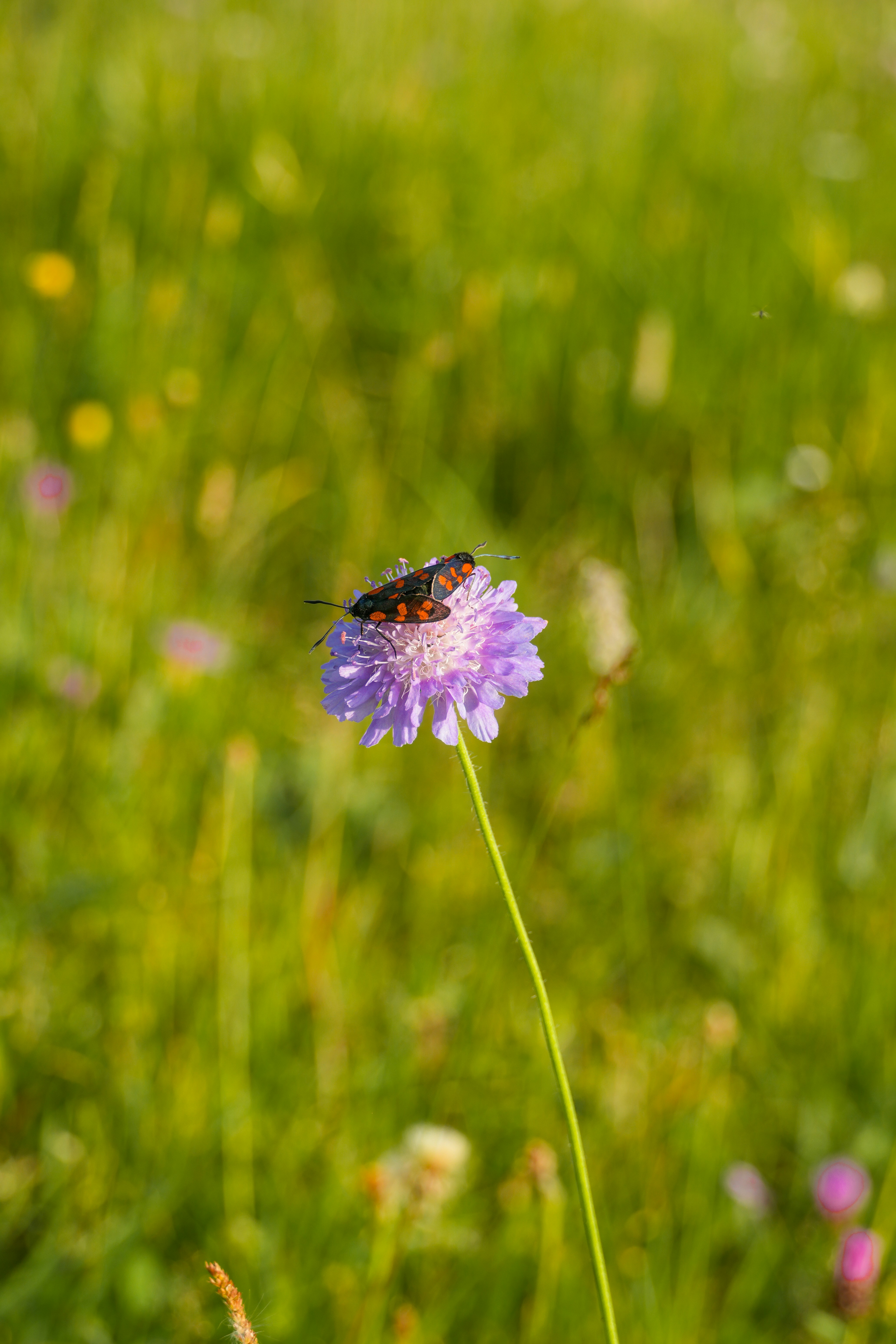 Photo by danieldiemer