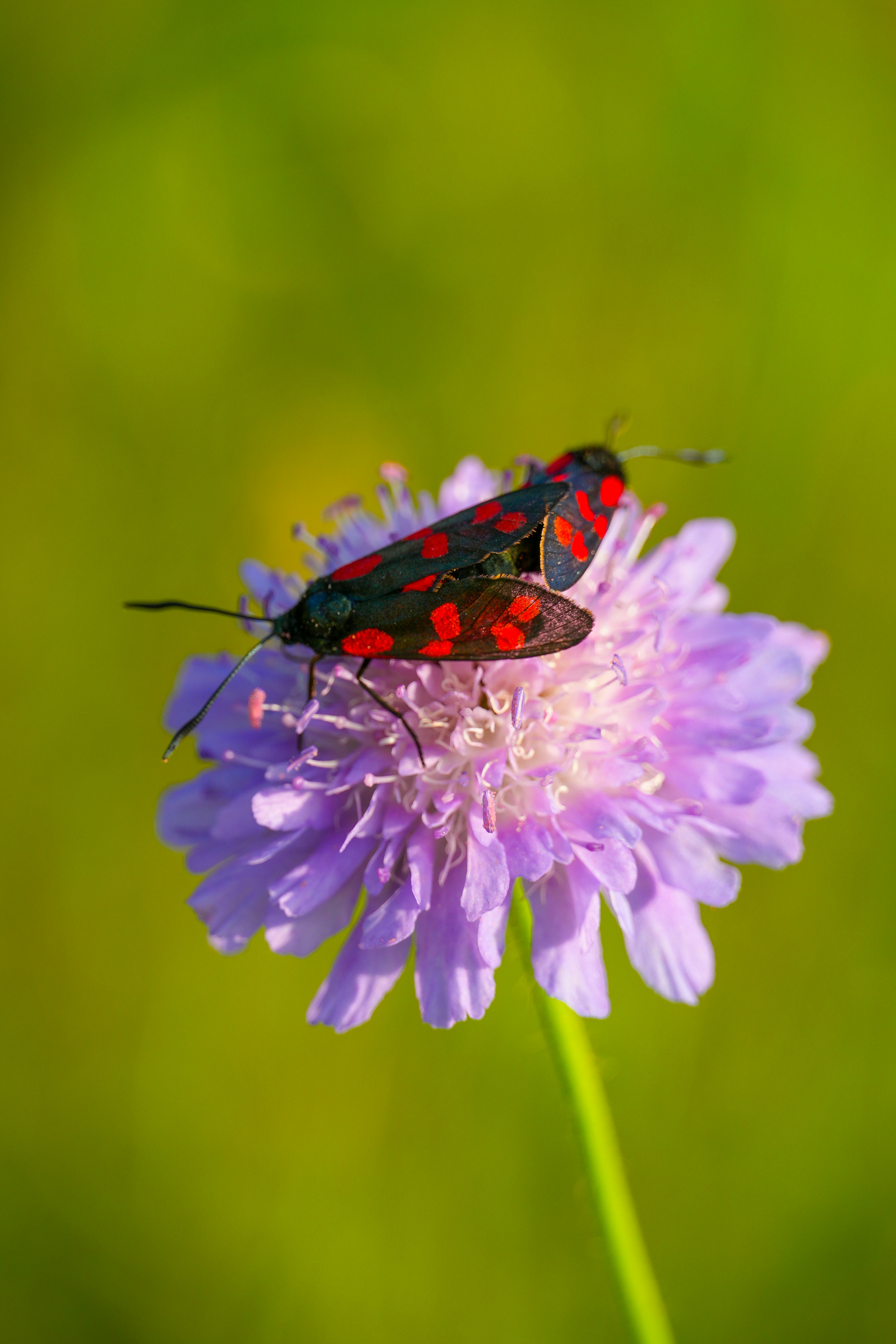 Photo by danieldiemer