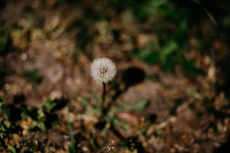 A single dandelion in the middle of a field