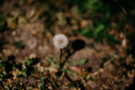 A single dandelion in the middle of a field